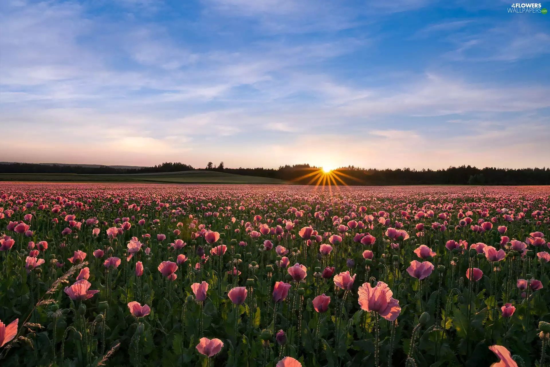 Sunrise, rays, papavers, Field, Pink