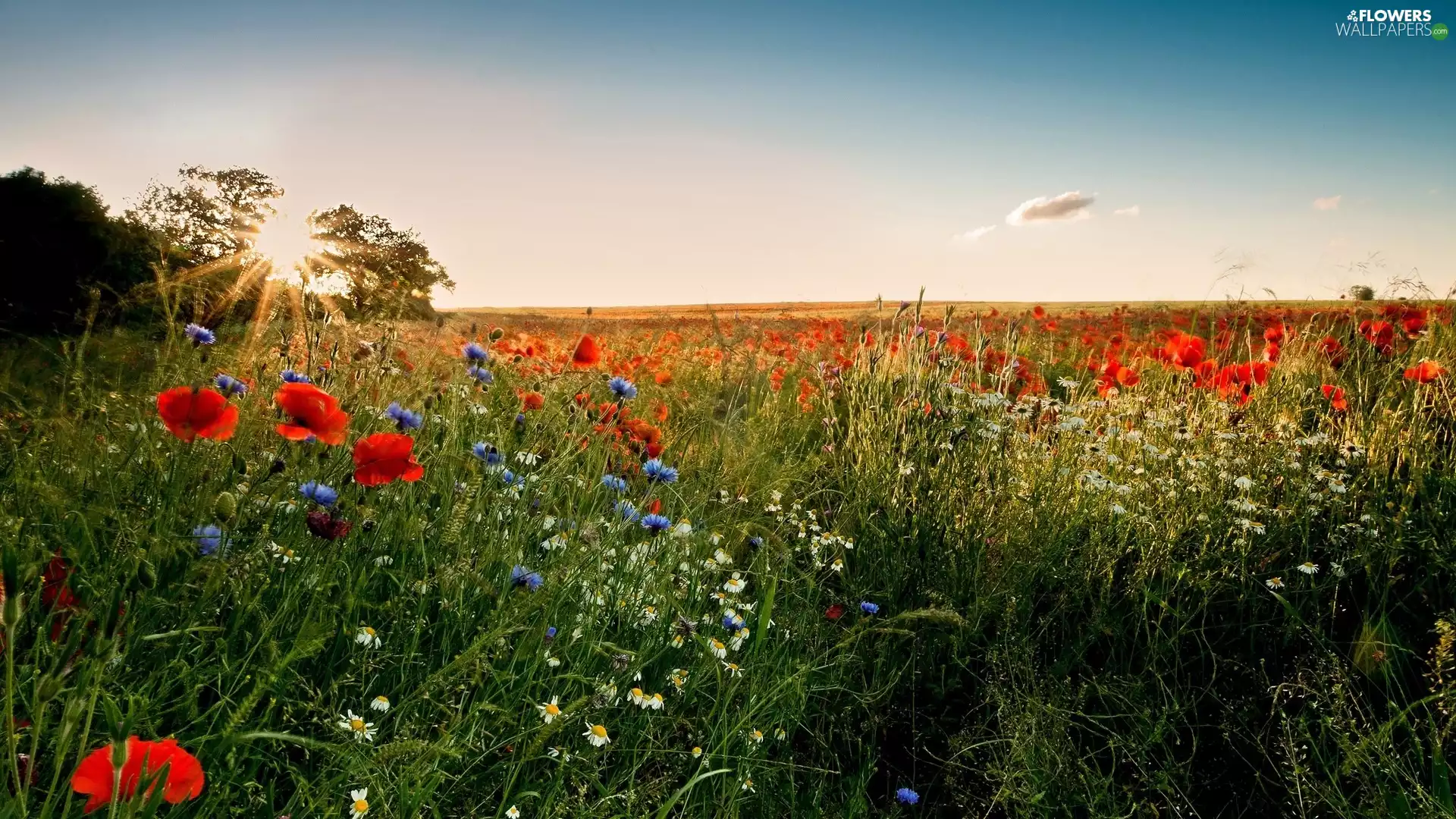 cornflowers, Meadow, rays, sun, camomiles, papavers