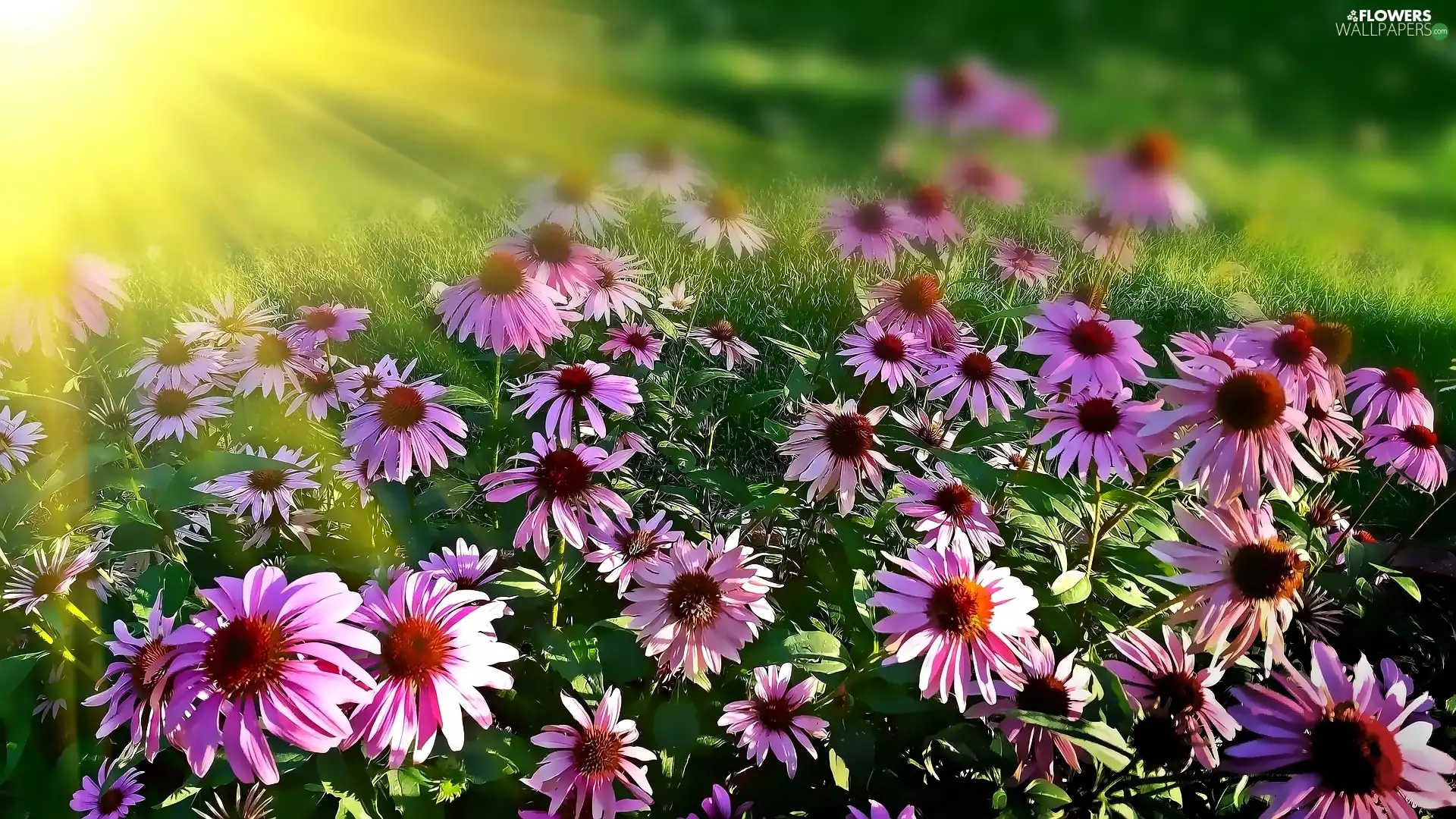Pink, rays, sun, Flowers. Echinacea