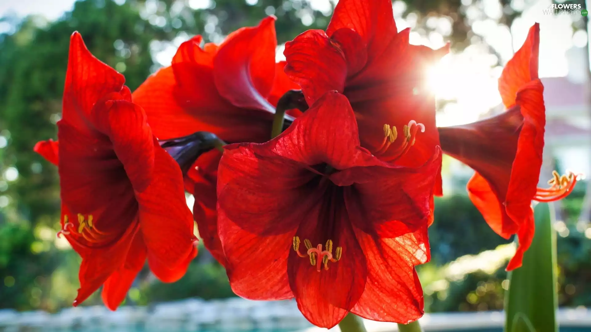 Red, amaryllis