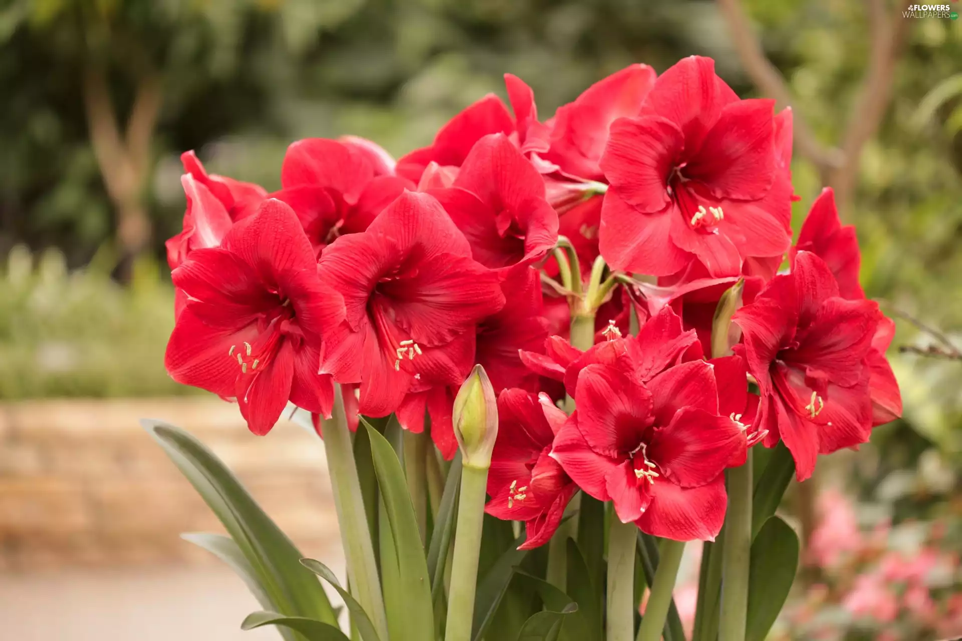 Red, Flowers, amaryllis