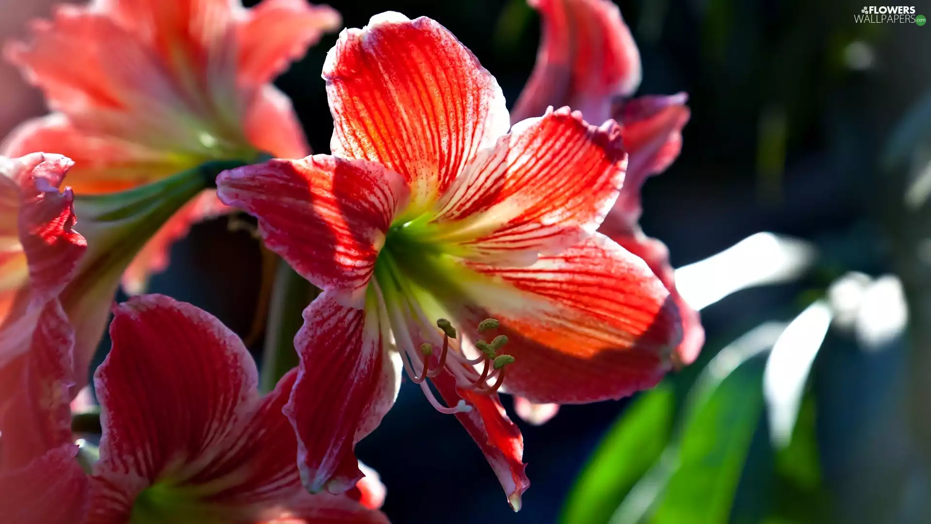 Red, amaryllis