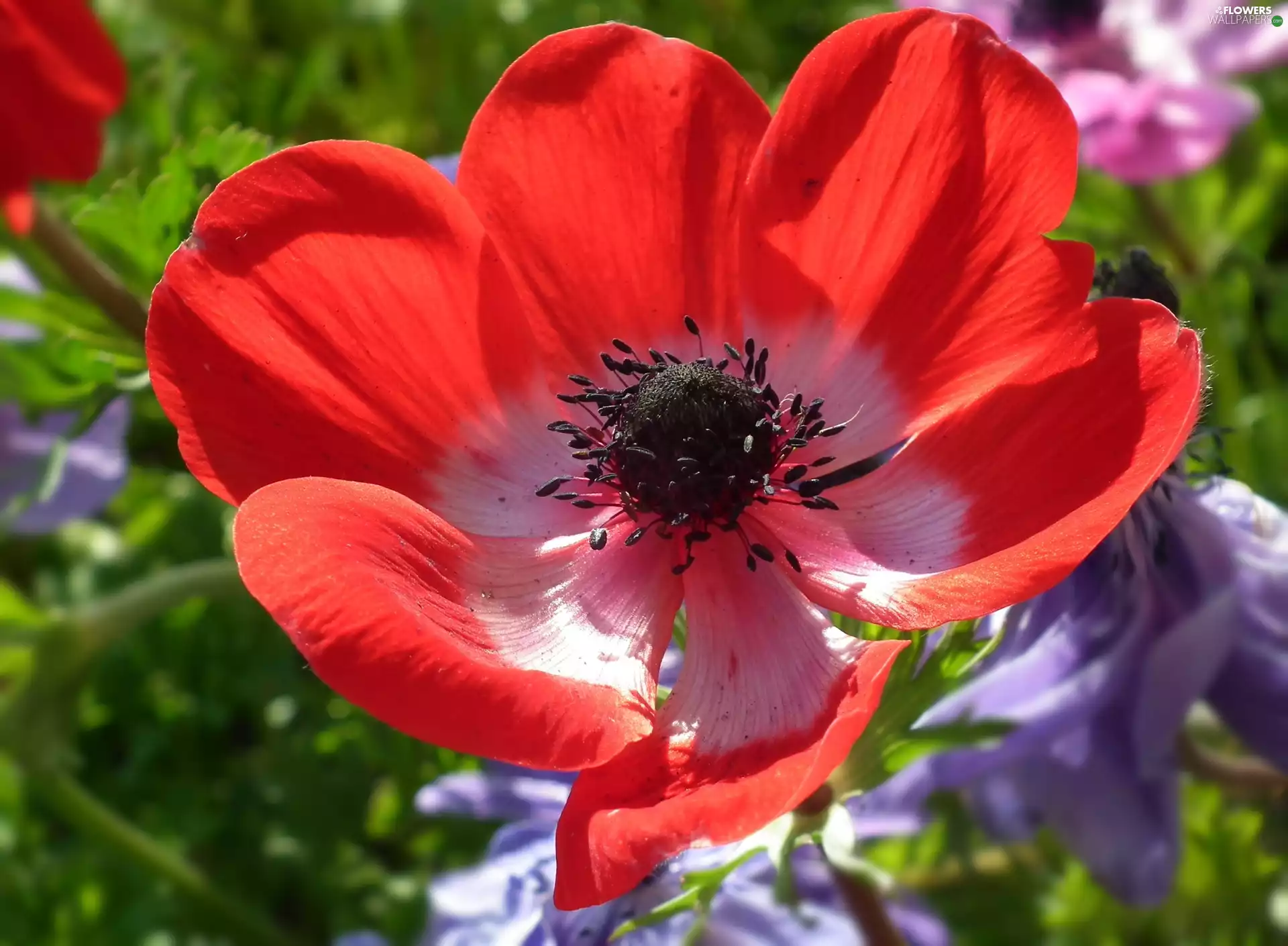 anemone, Colourfull Flowers, Red