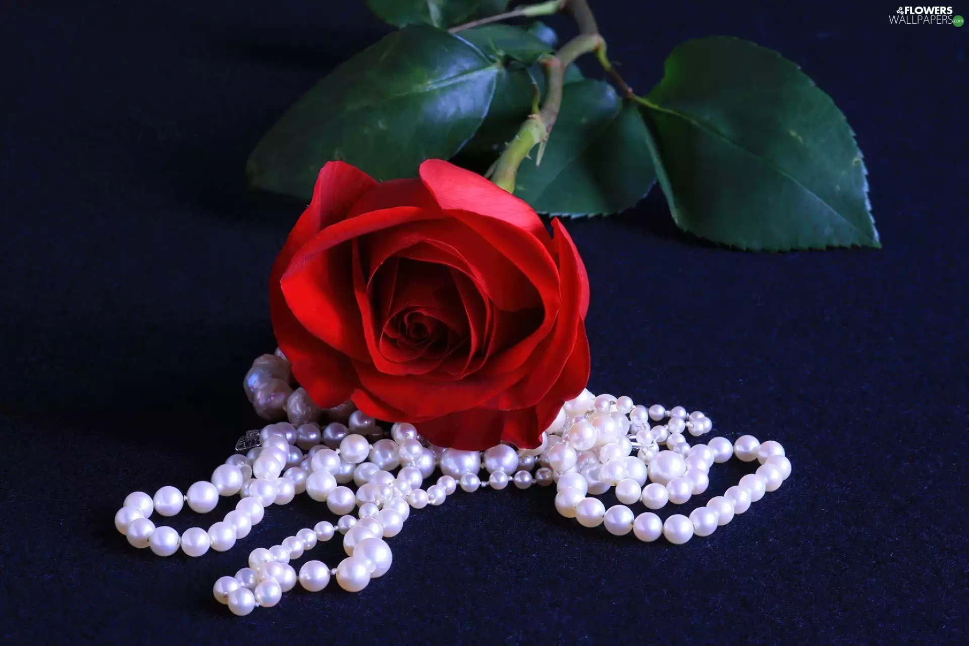 navy blue, background, red hot, Pearl, rose