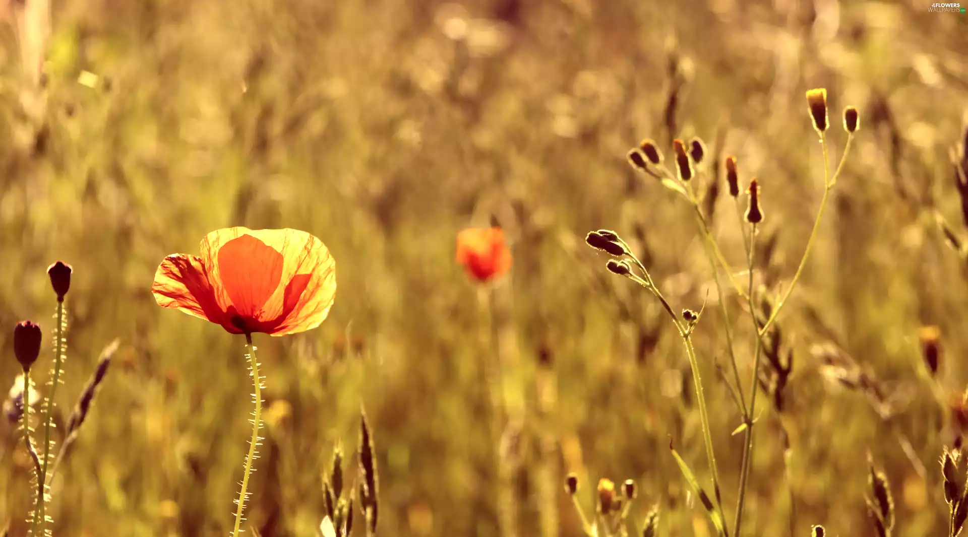 rapprochement, blurry background, red weed, Meadow, flower
