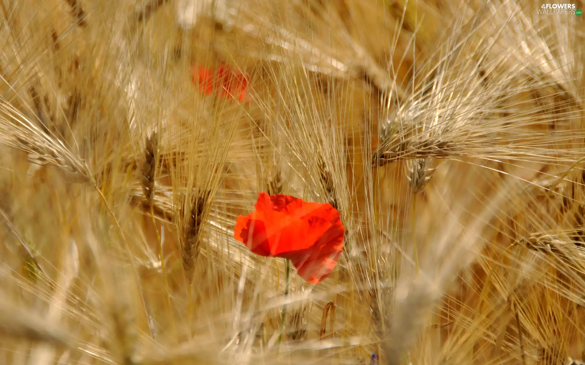 barley, cereals, red weed, Ears