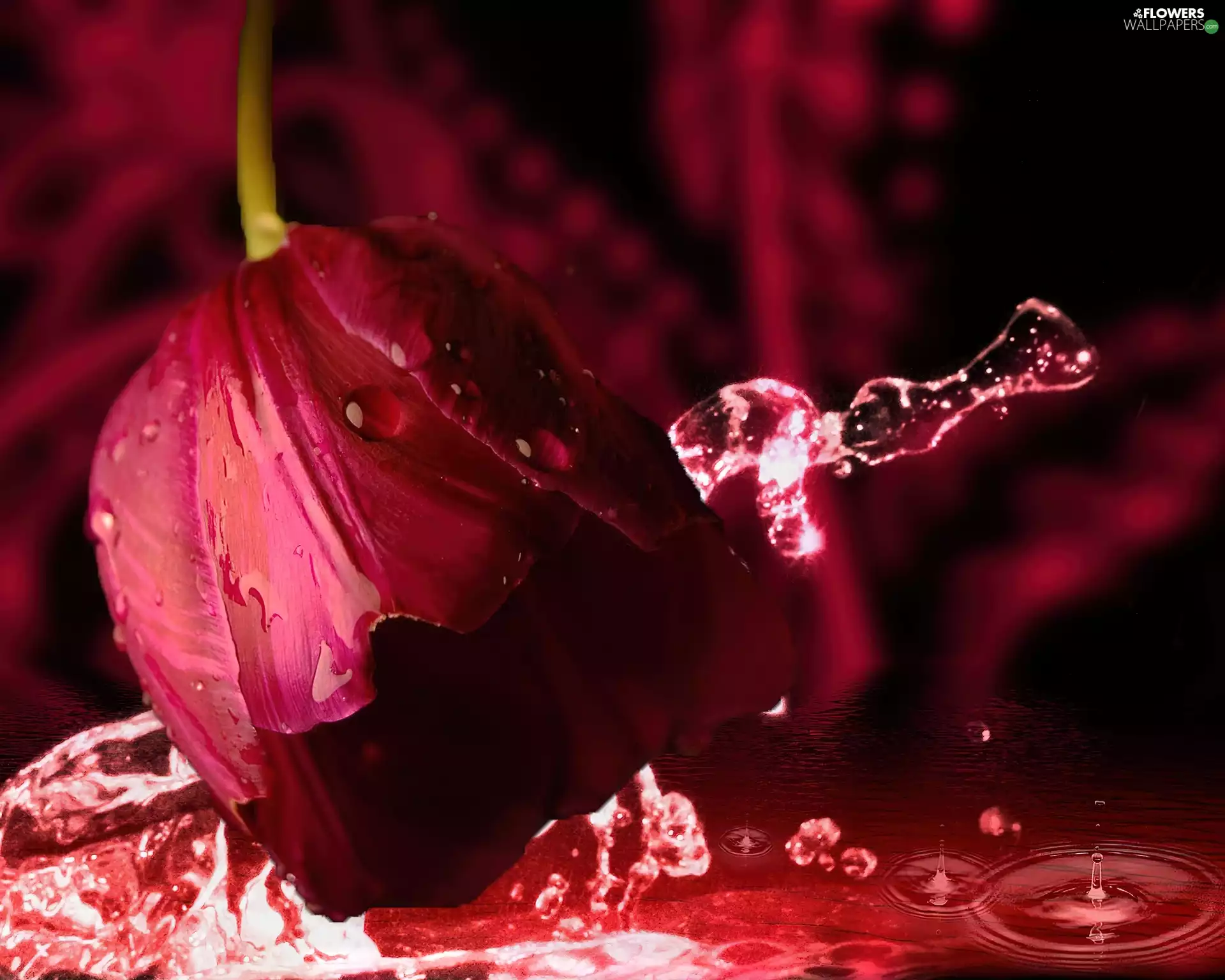 Beatyfull, tulip, water, Red