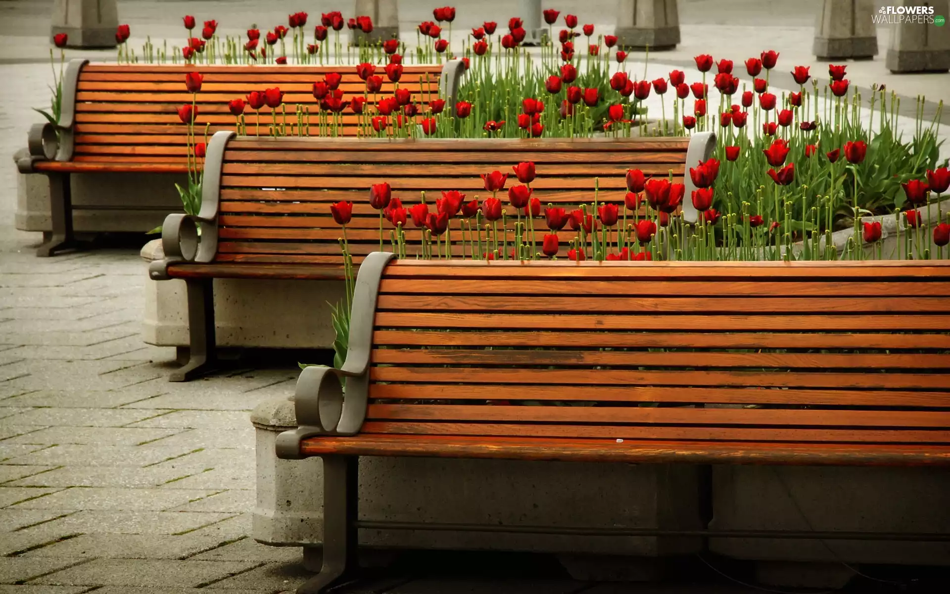 bench, Tulips, Flowerpots, Red