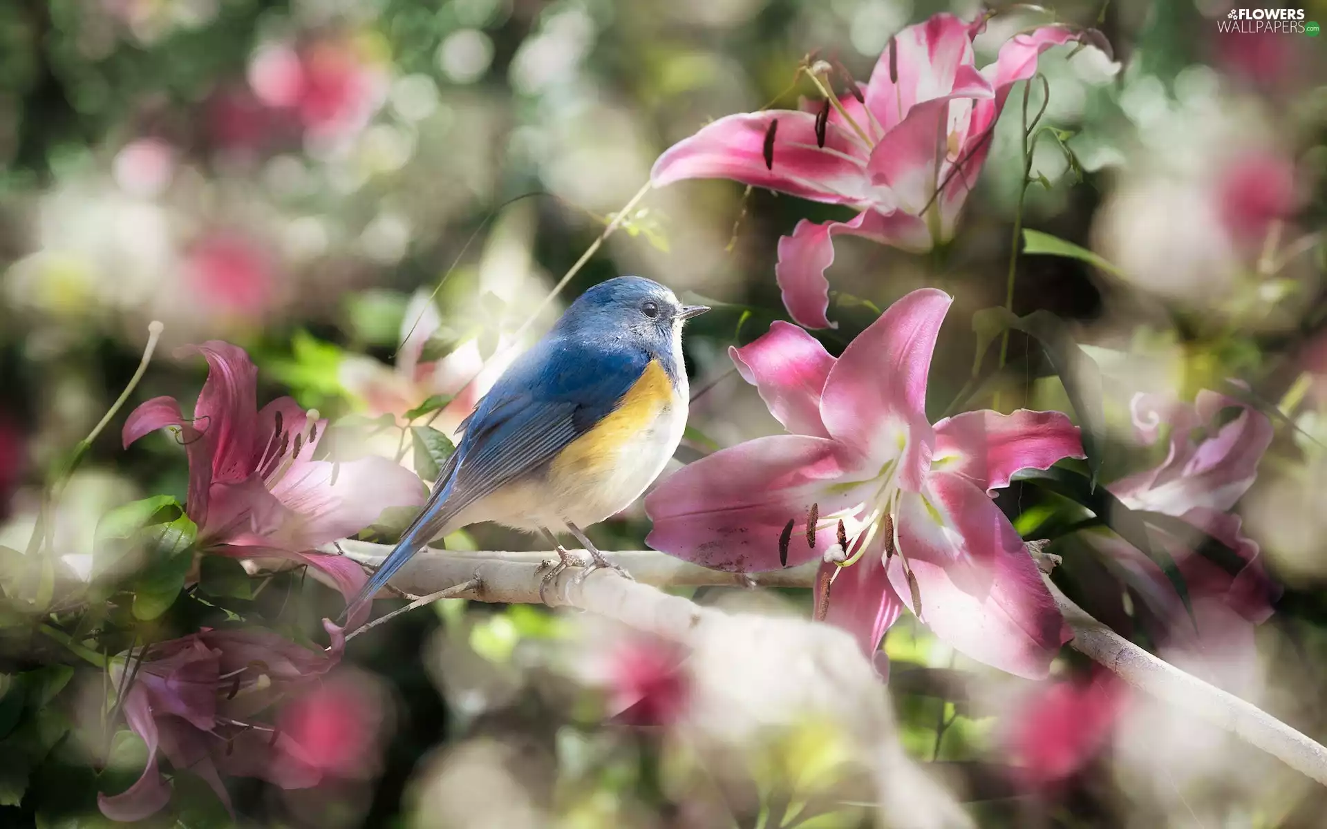 Bird, Flowers, lilies, Red-flanked Bluetail