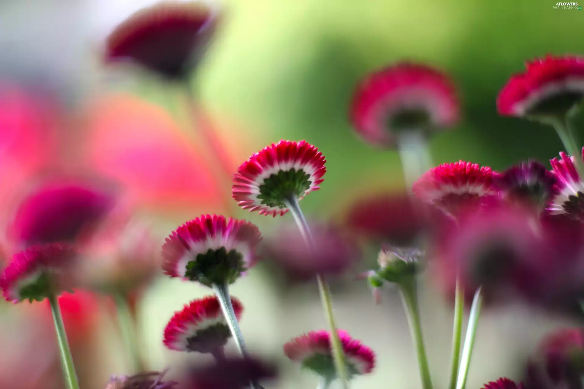 Red Daisies, blur