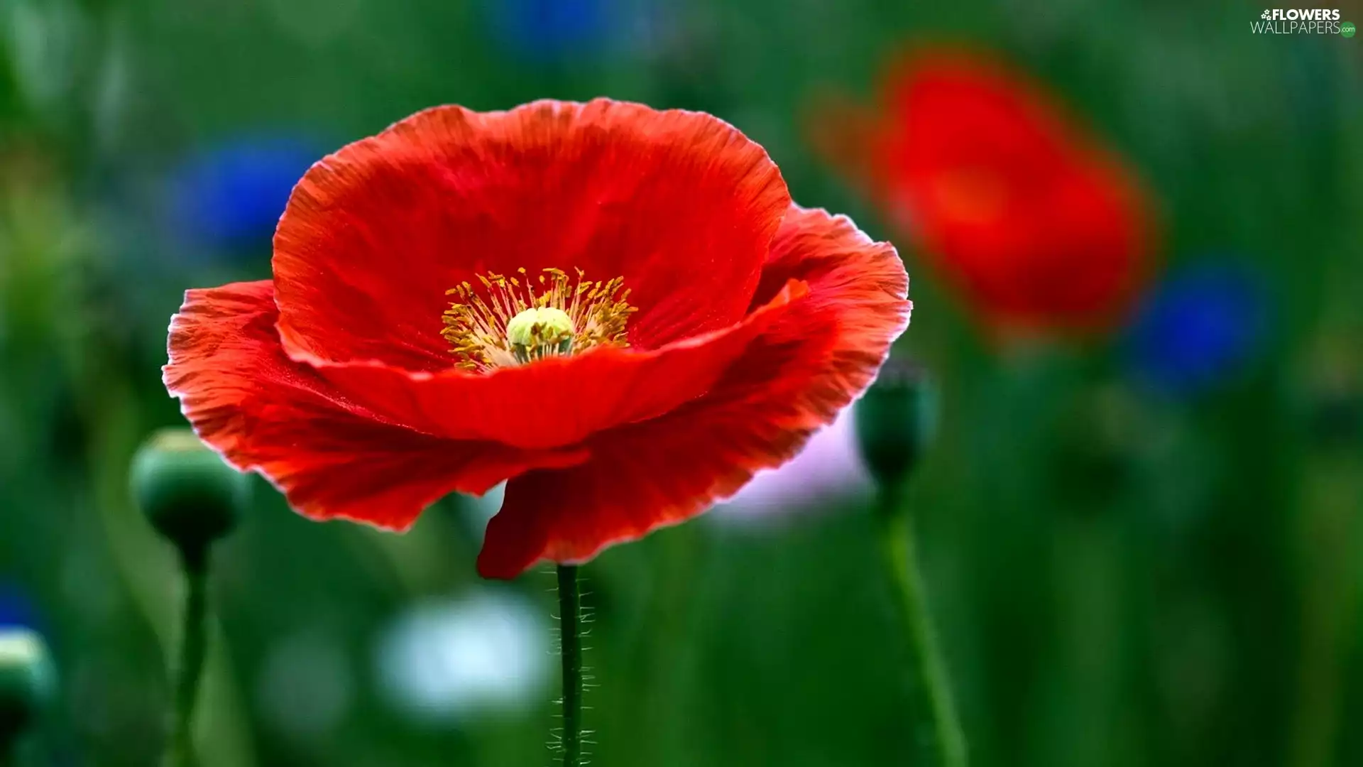 blur, Red, red weed