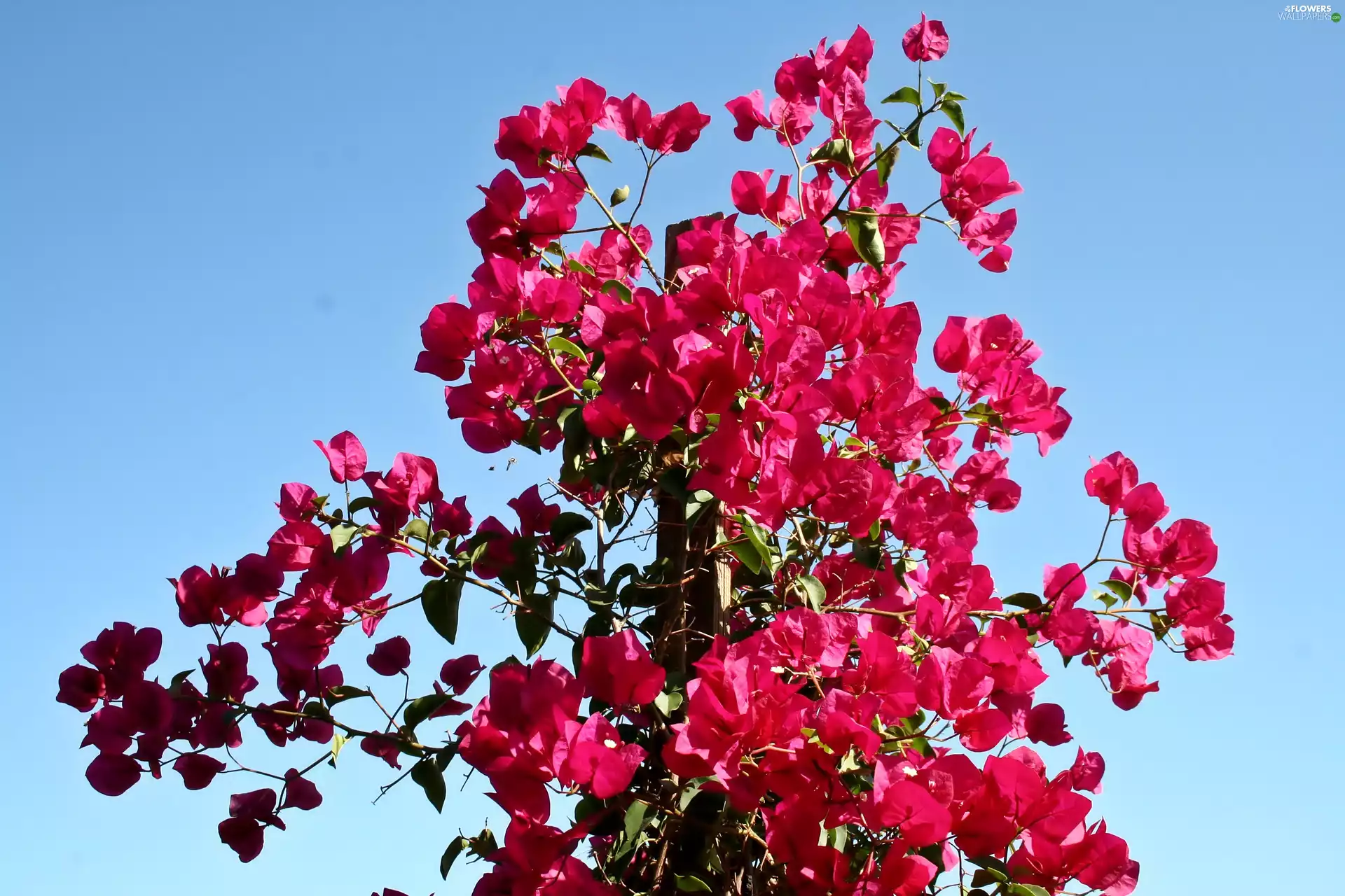 red hot, Bougainvillea