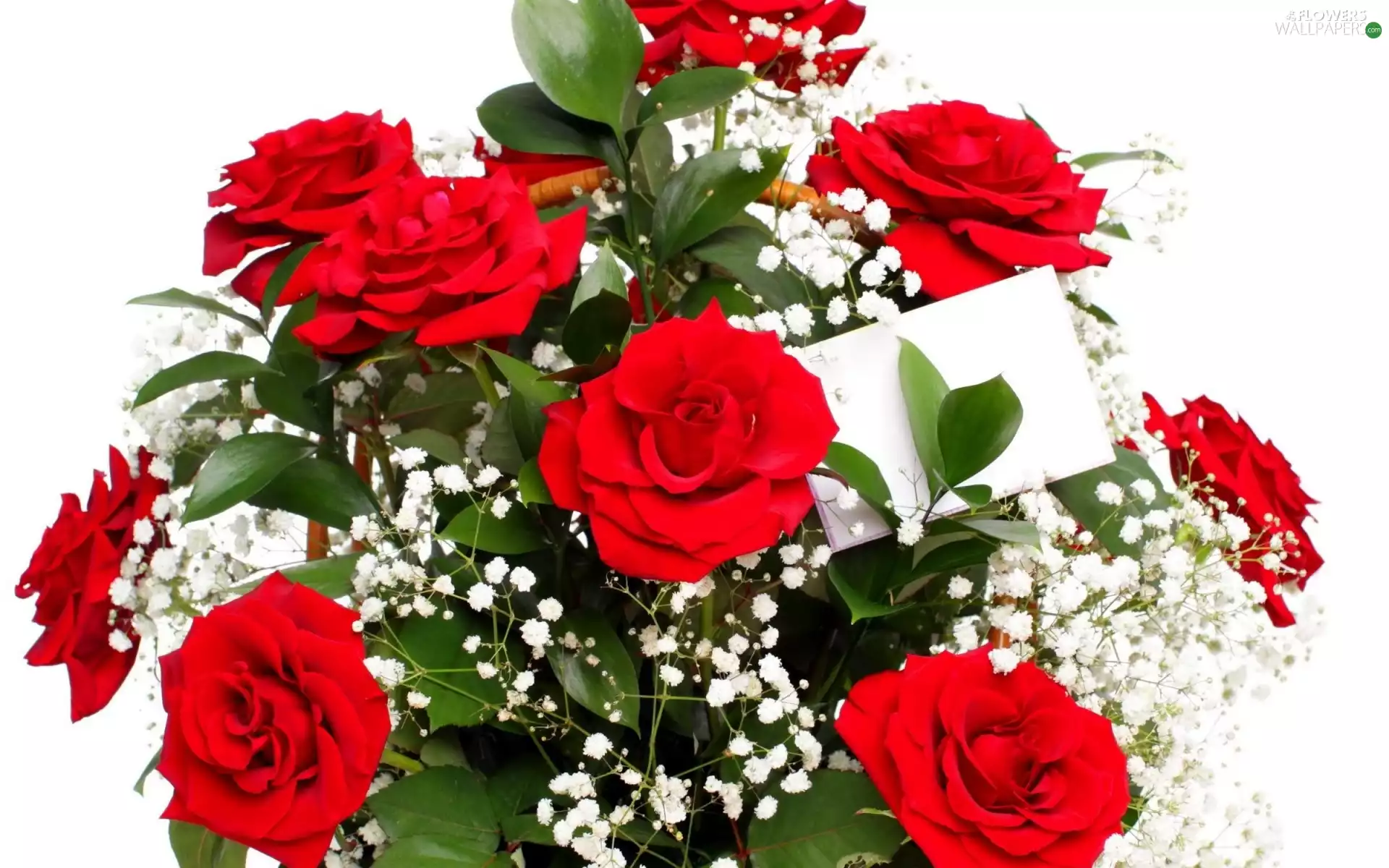 bouquet, rouge, Gipsówka, red