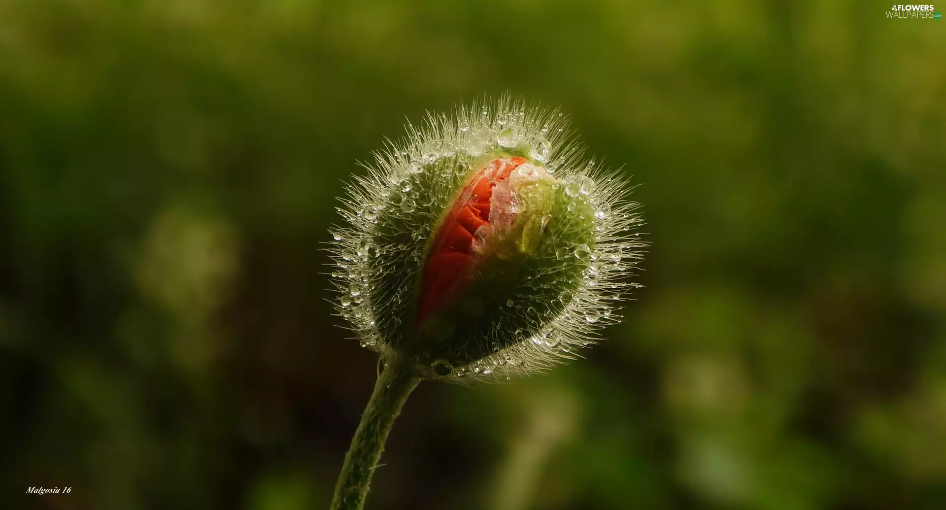 red weed, bud
