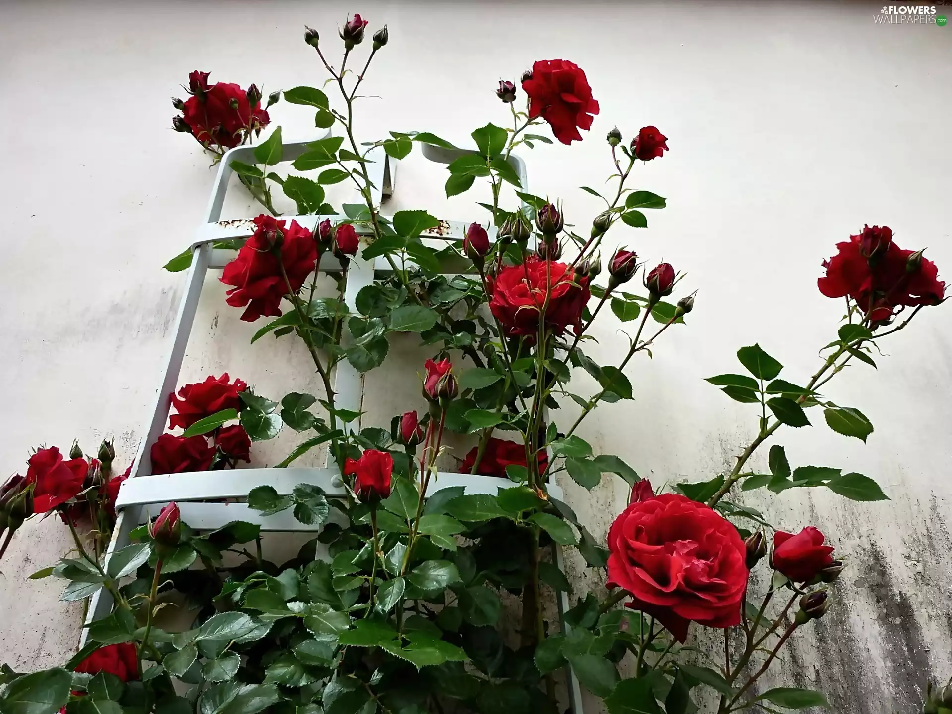 Bush, climbing, rose, red