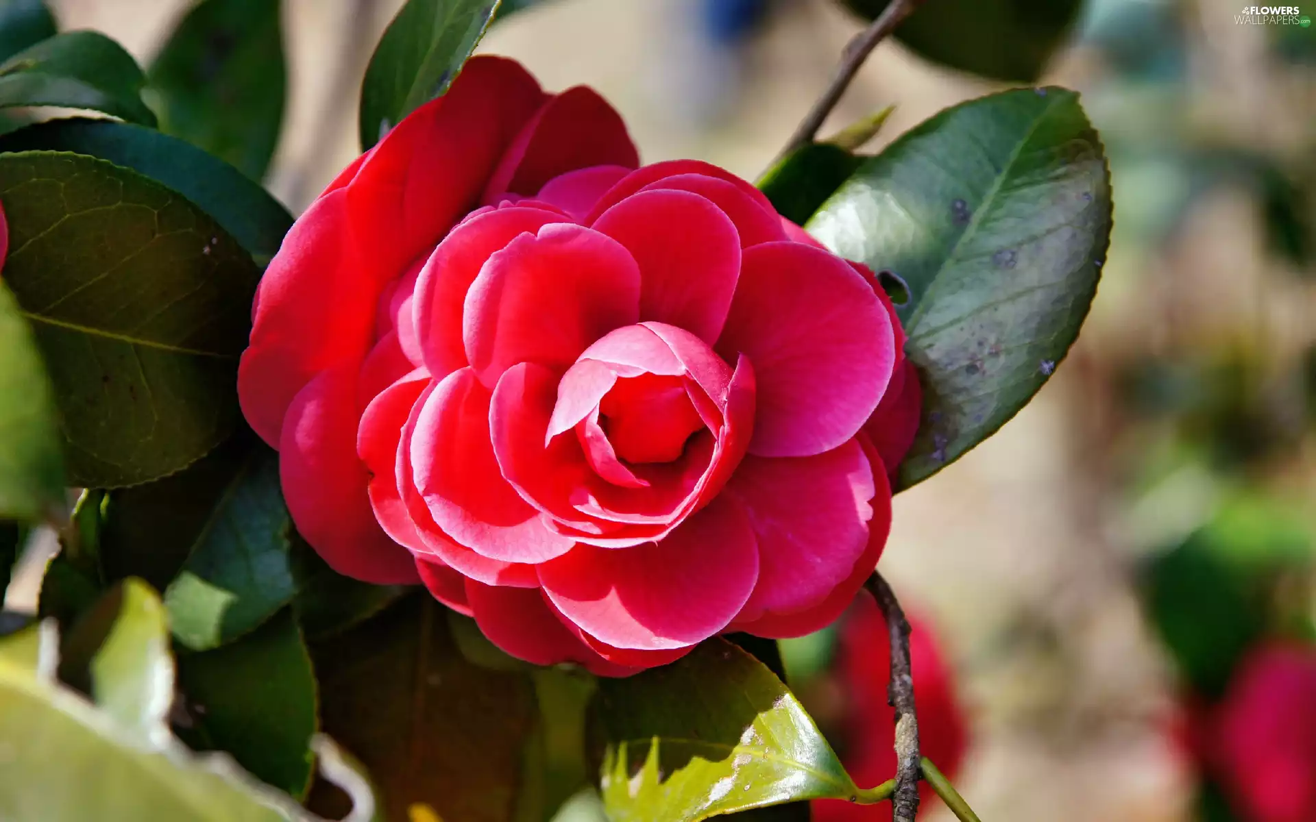 red hot, camellia