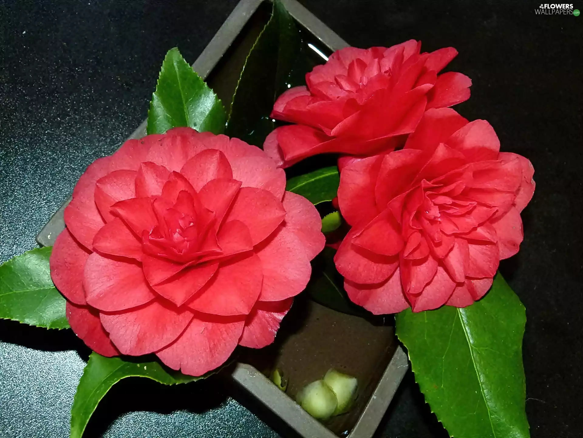 Red, Camellias
