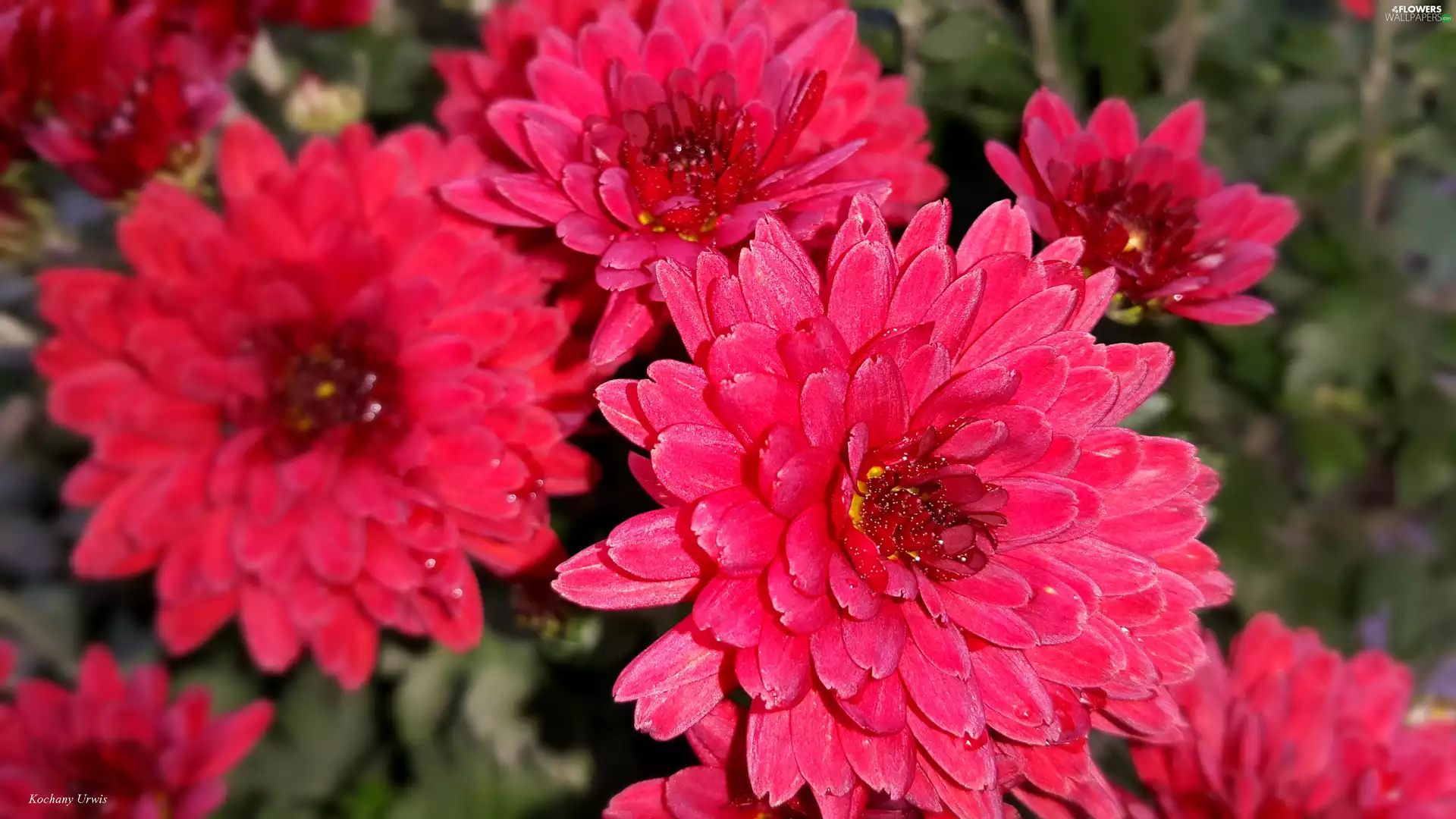 Red, Chrysanthemums