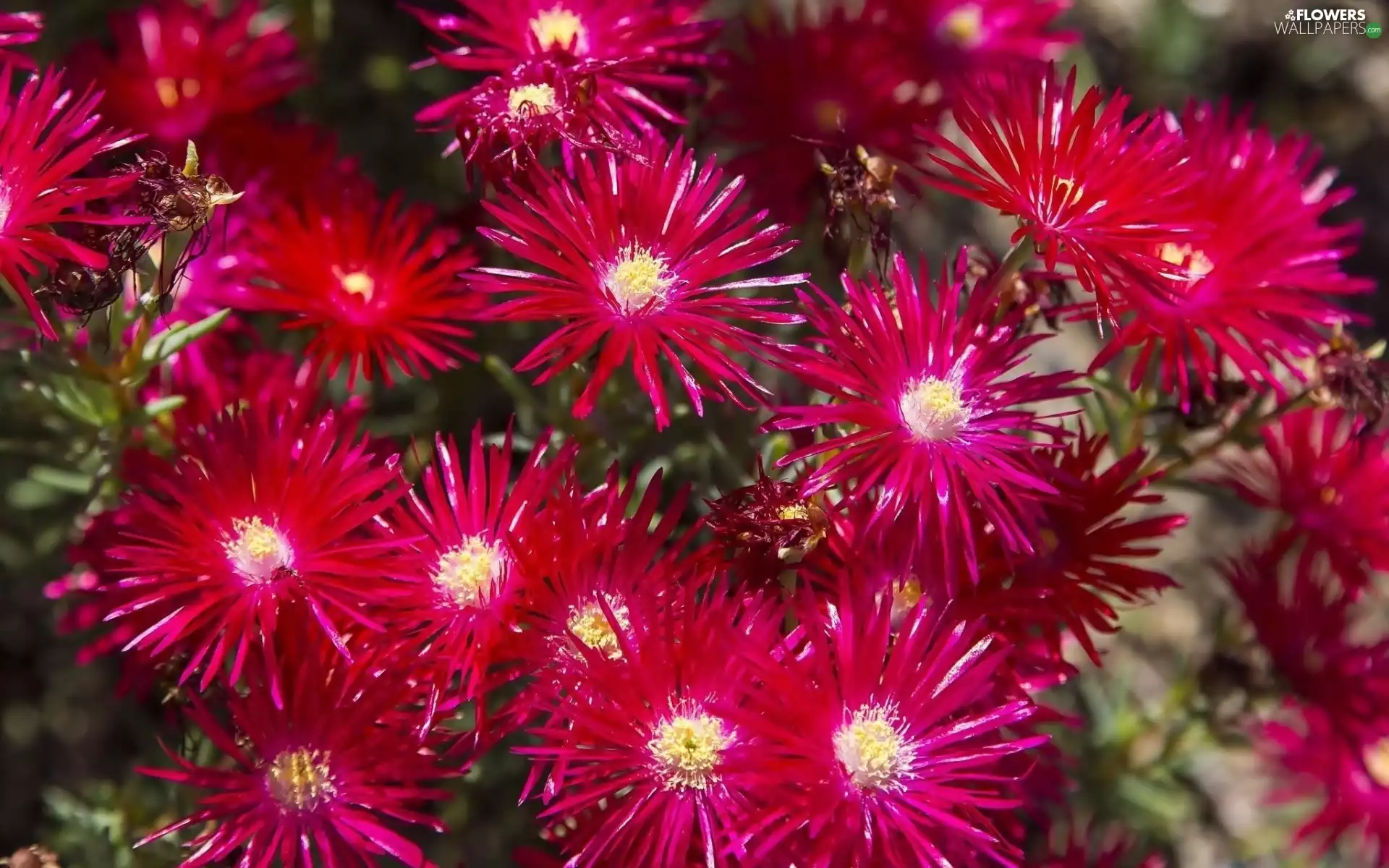 Red, Chrysanthemums