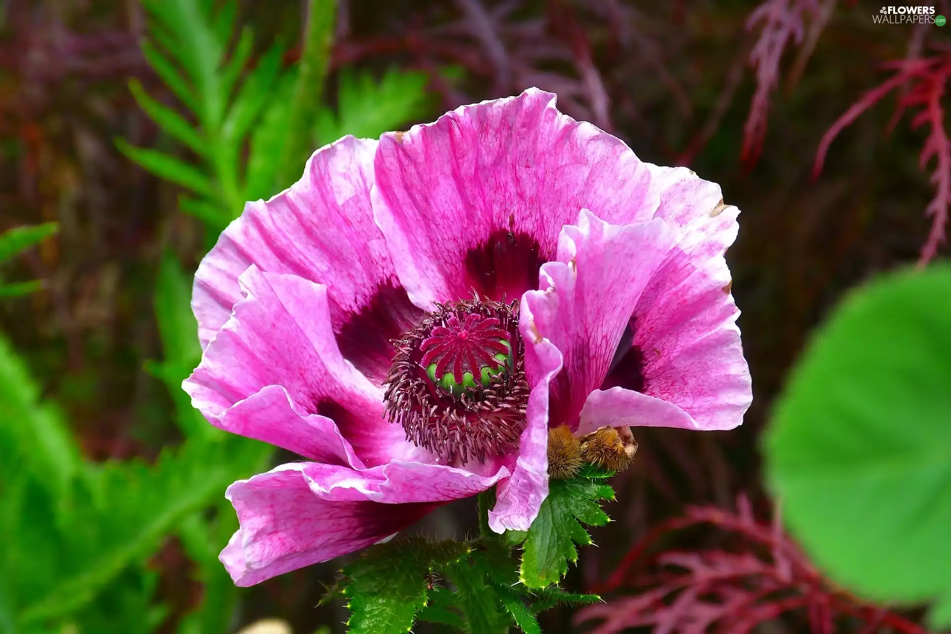 Close, purple, red weed