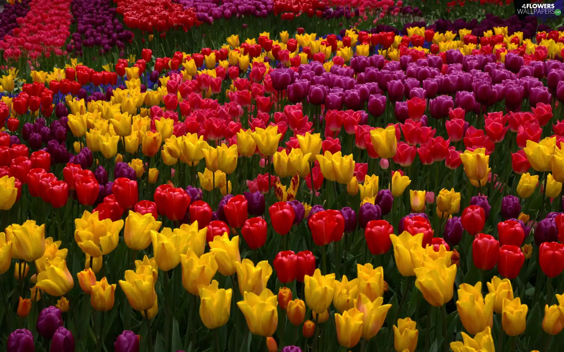 Yellow, Red, color, Flowers, Tulips