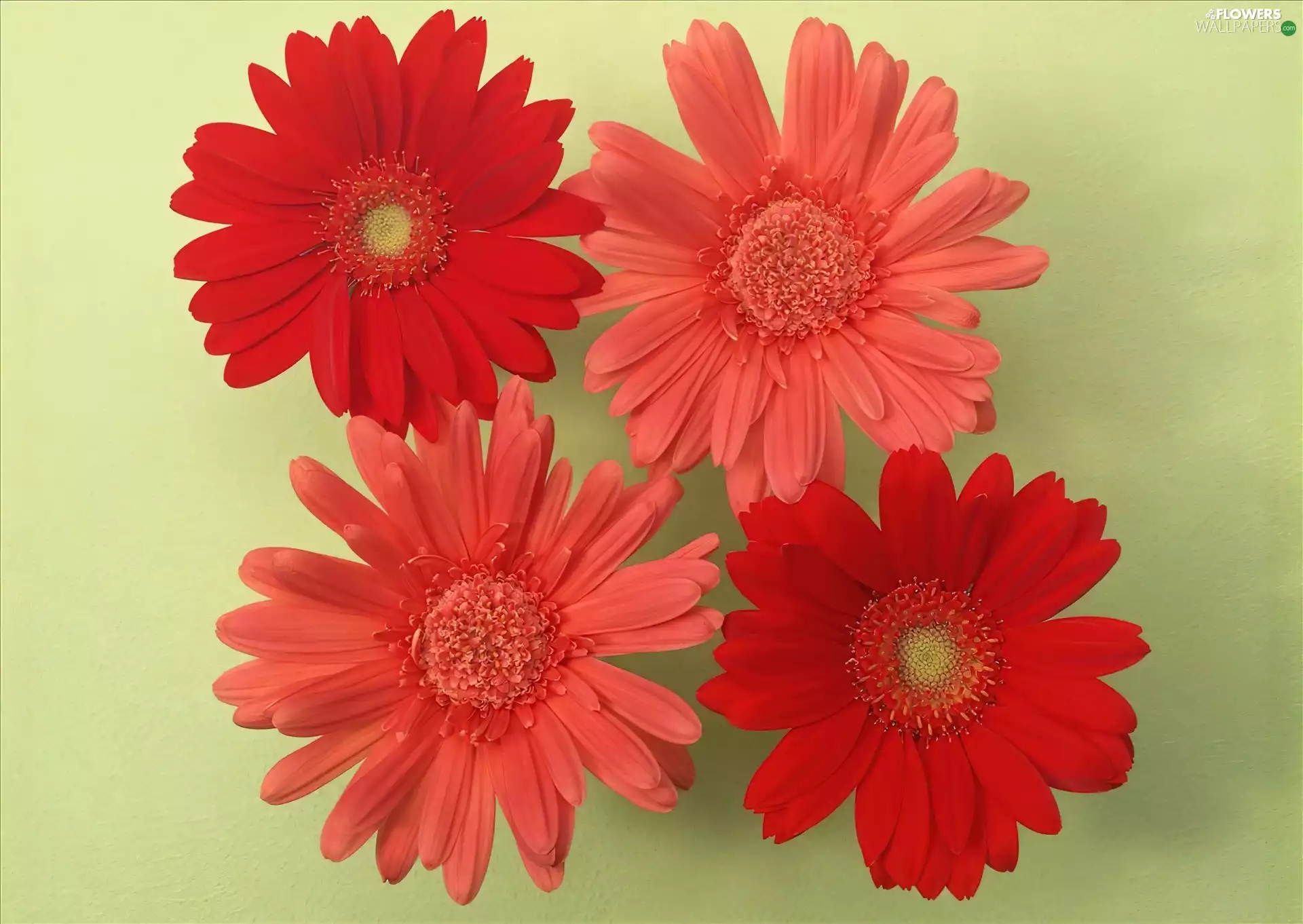 red, gerberas, colors