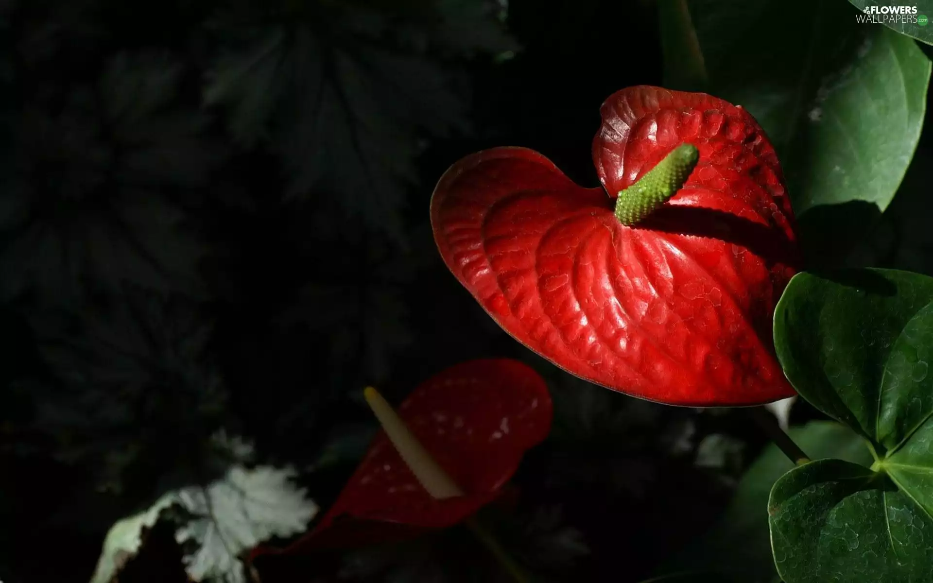 Anturium, Colourfull Flowers, Red
