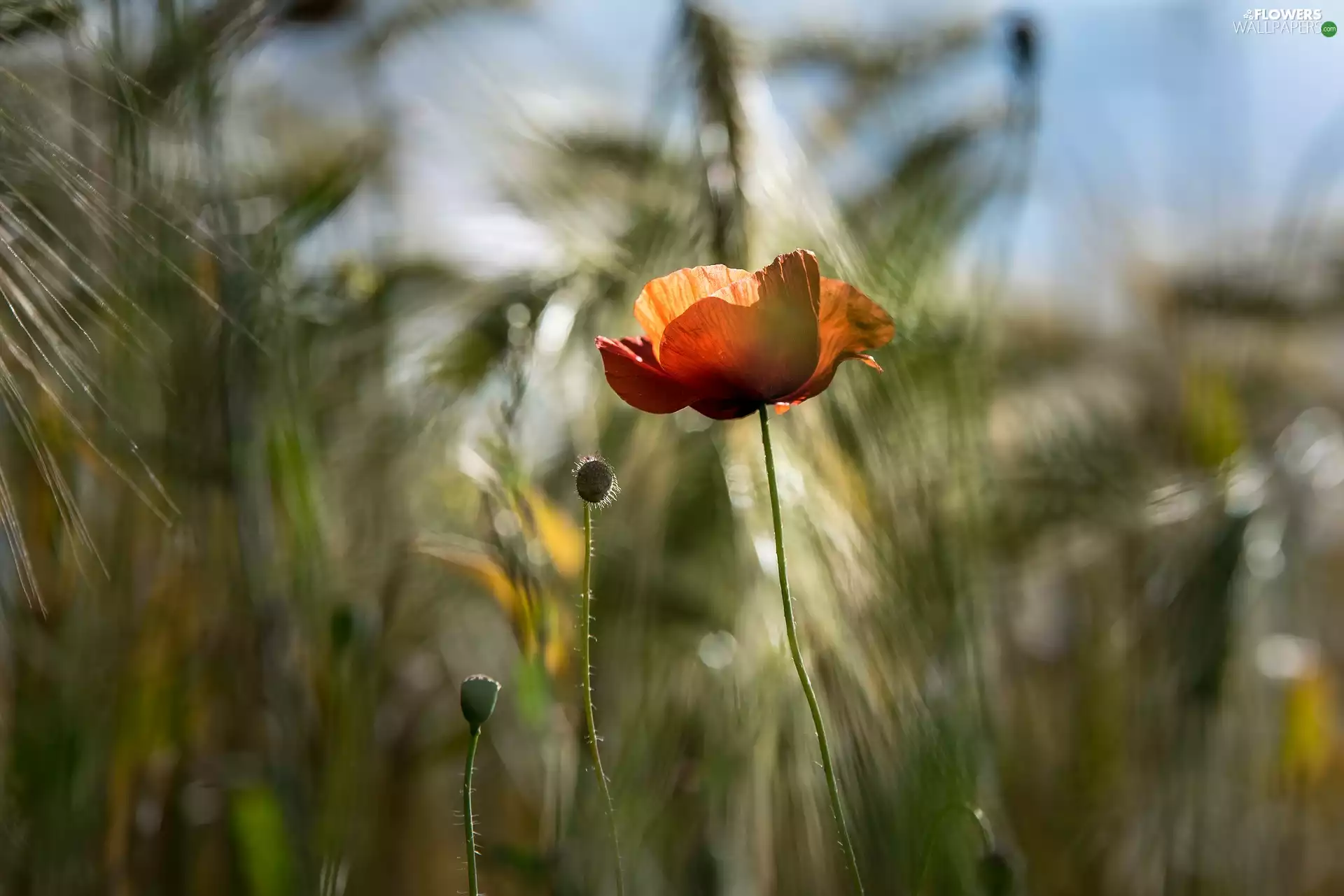 corn, Colourfull Flowers, red weed