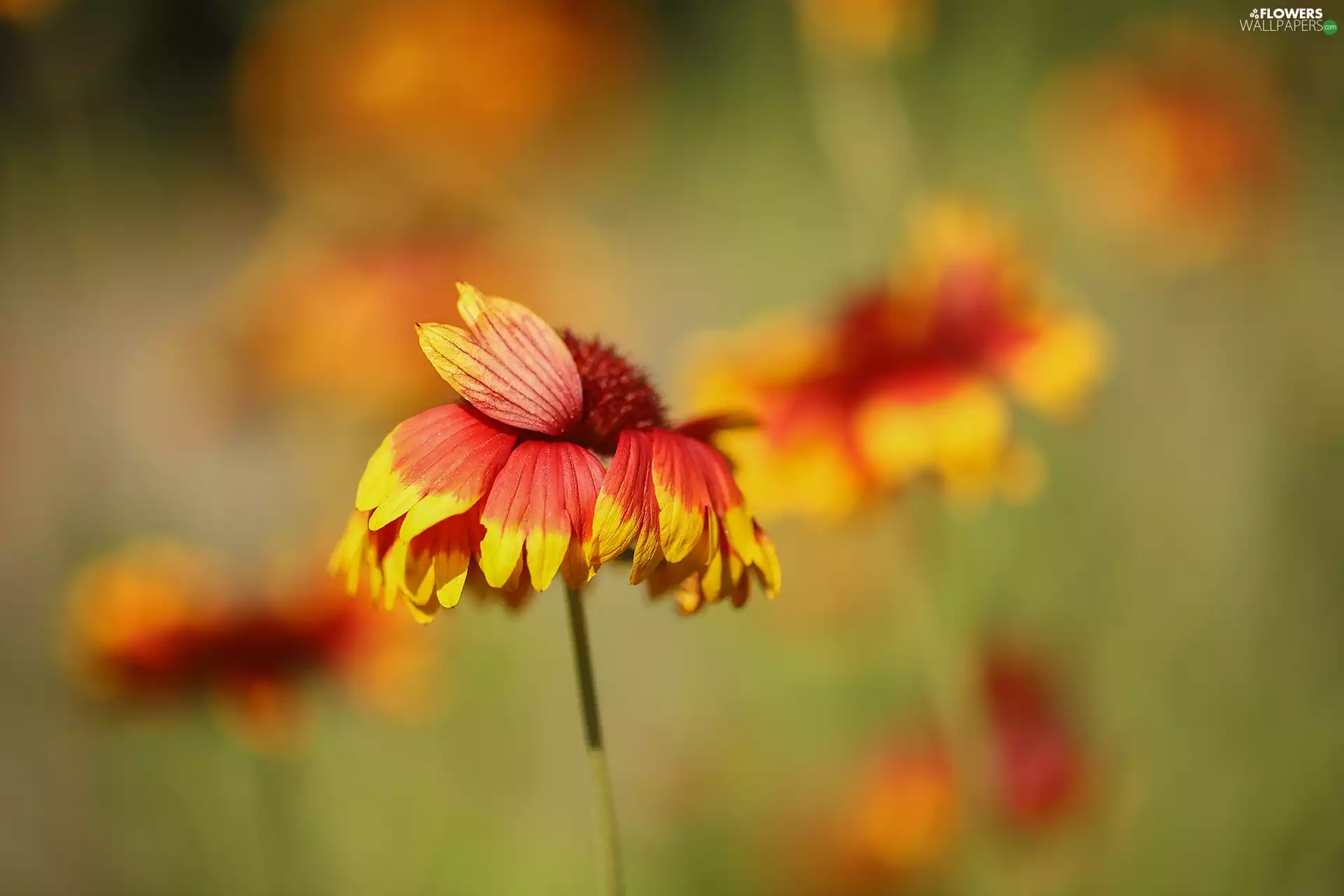 Colourfull Flowers, Gaillardia, Red