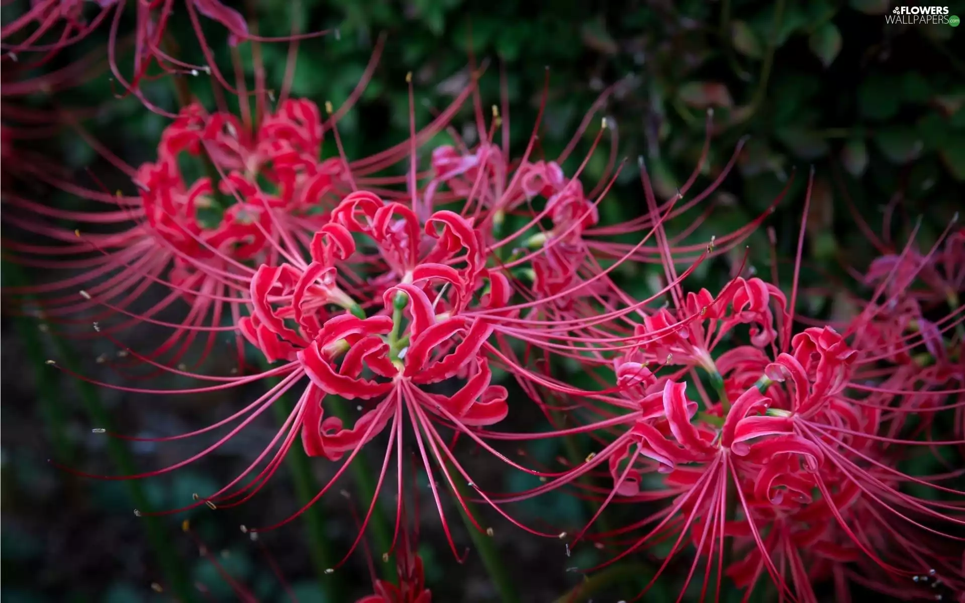 Daylilies, Red, Colourfull Flowers, lily