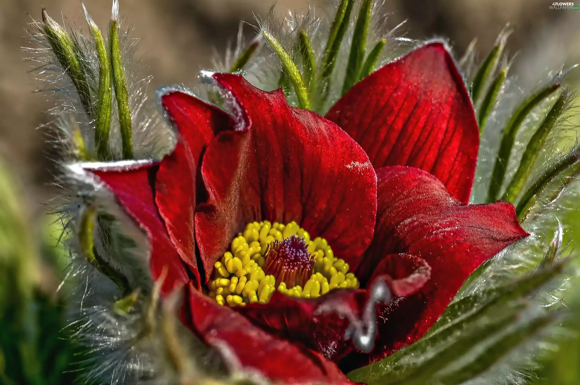Colourfull Flowers, pasque, Red