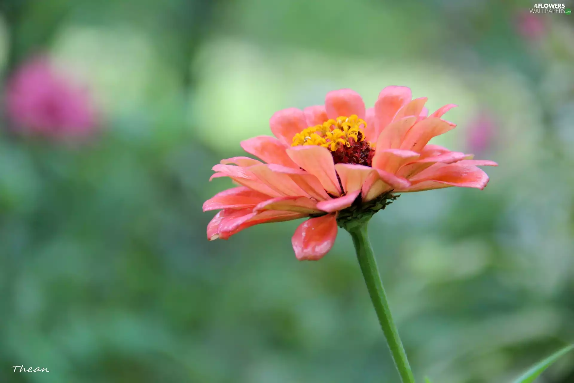 Colourfull Flowers, pink, Red