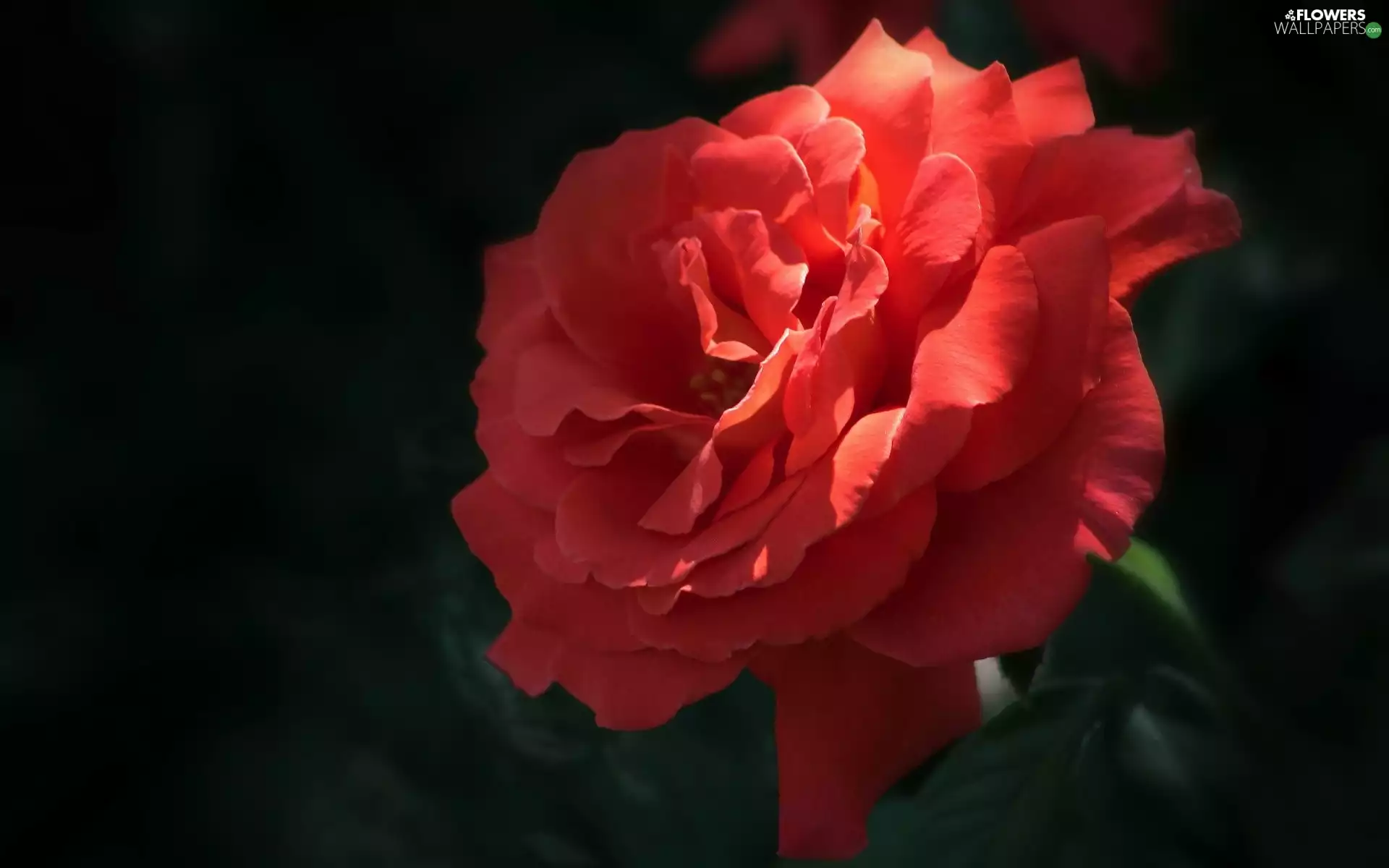 rose, Colourfull Flowers, red