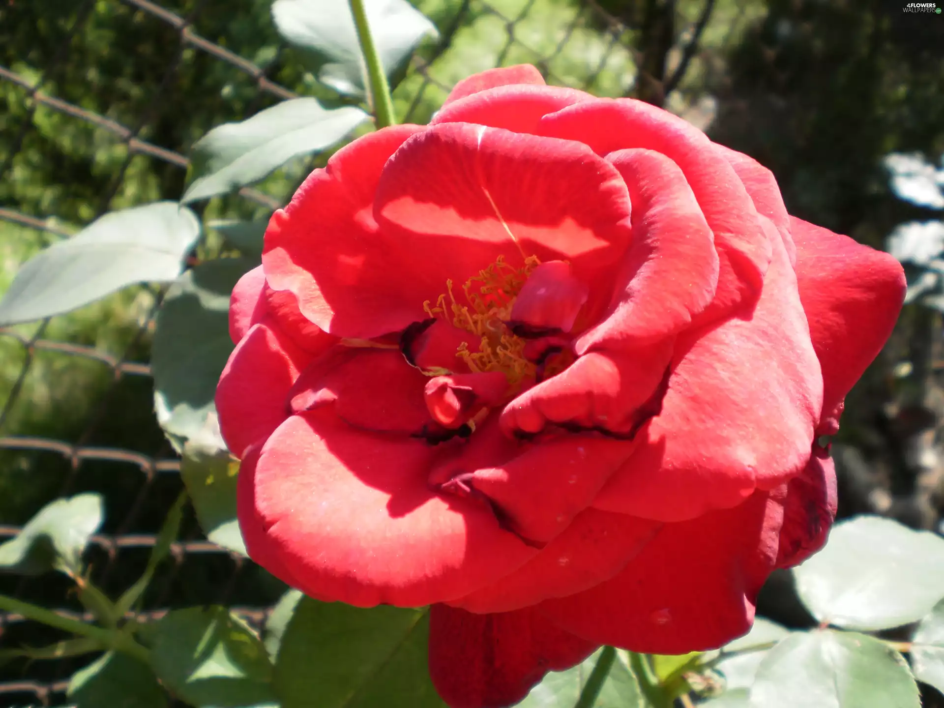 rose, Colourfull Flowers, red hot