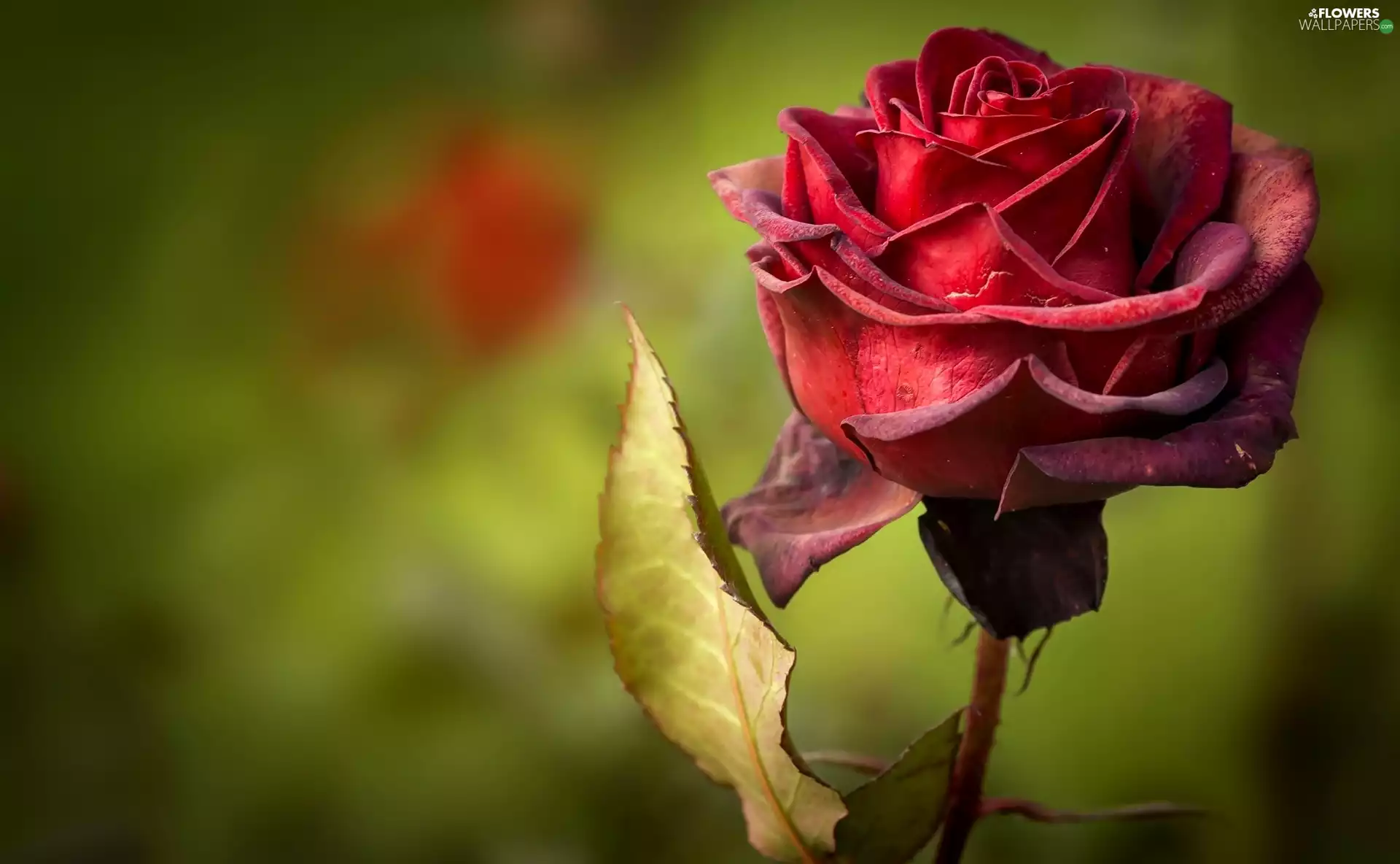 rose, Colourfull Flowers, red hot