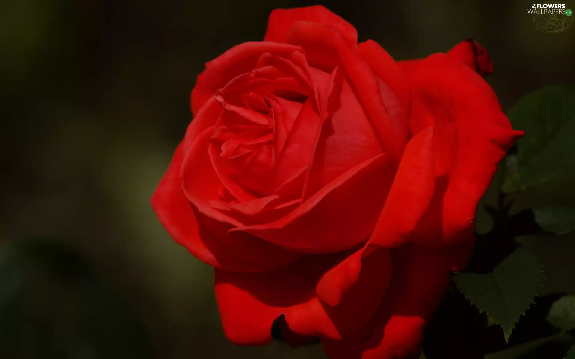 rose, Colourfull Flowers, red hot