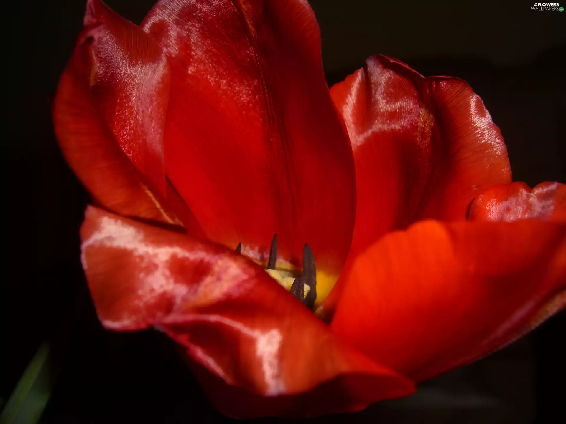 Colourfull Flowers, tulip, Red