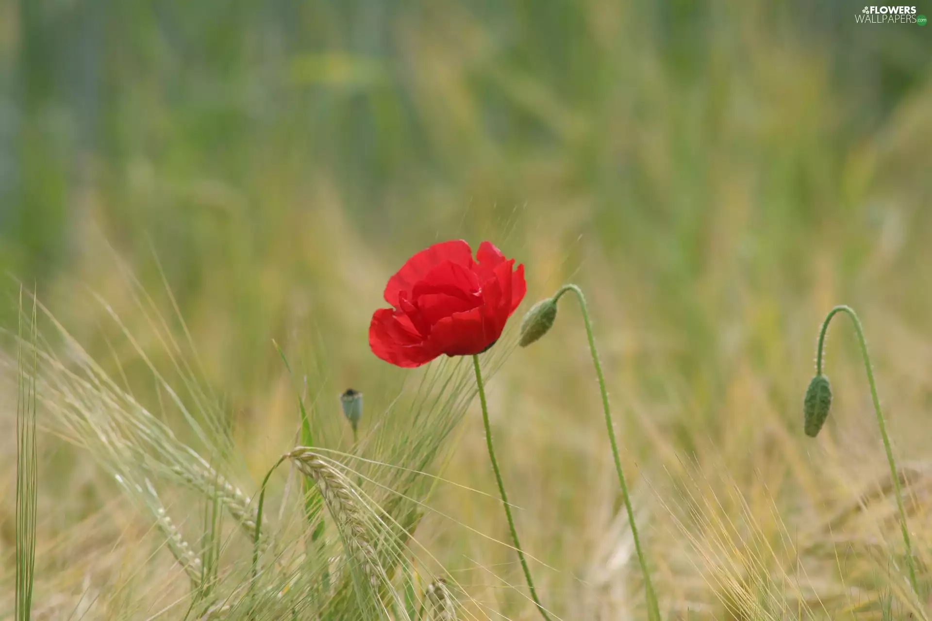 red weed, Colourfull Flowers, Ears, cereals, Meadow, Red