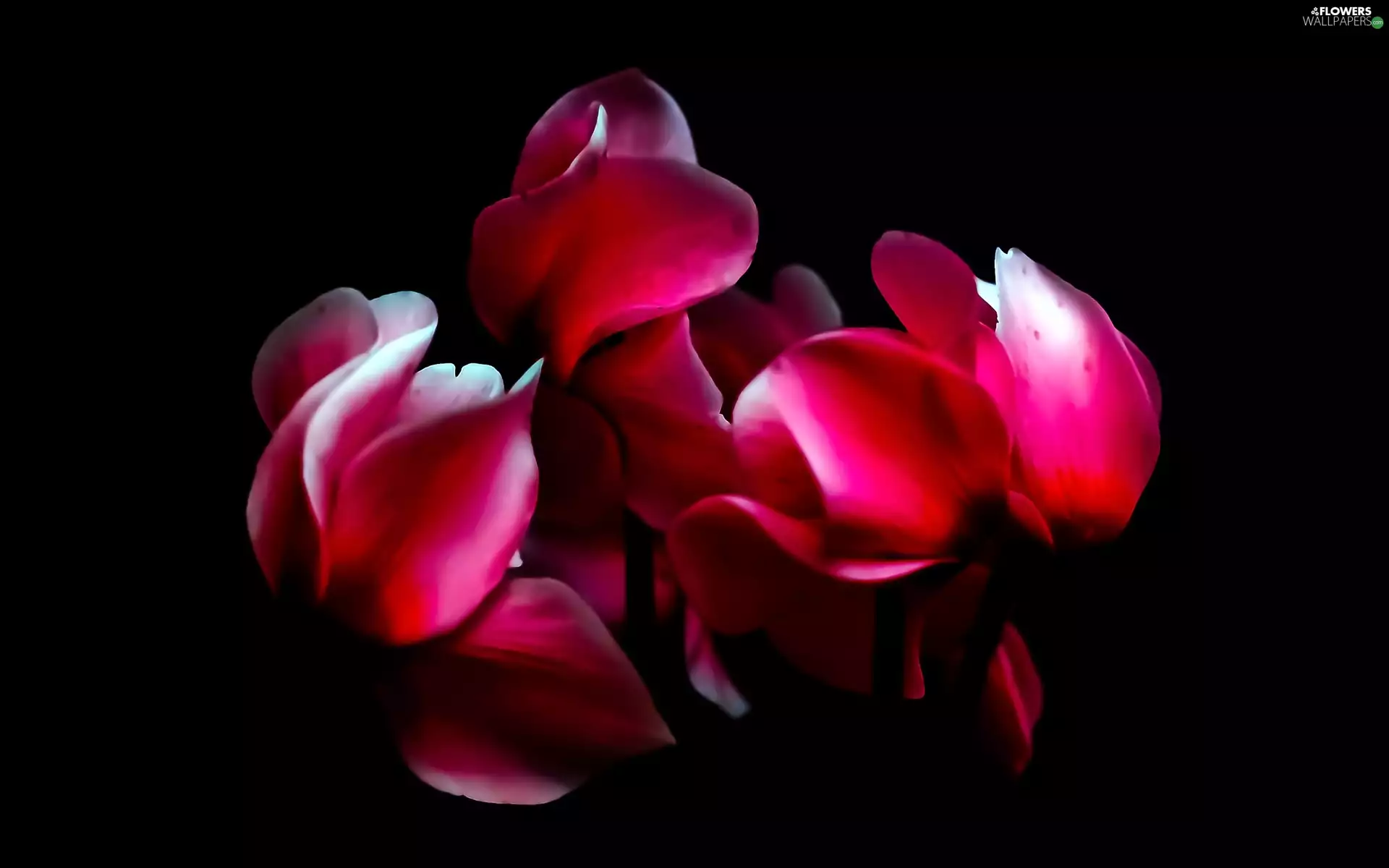 Red, Cyclamen