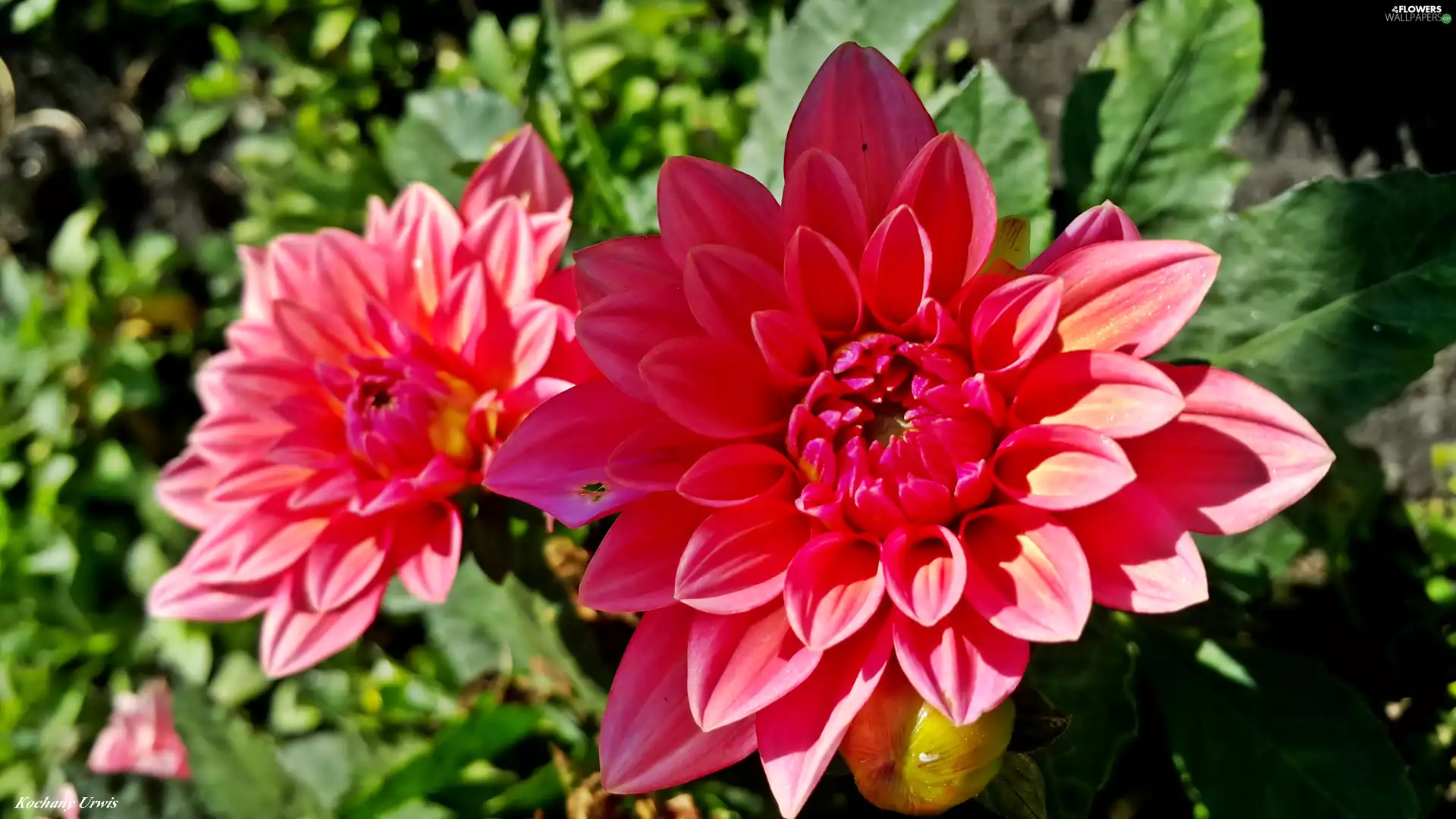 Red, dahlias