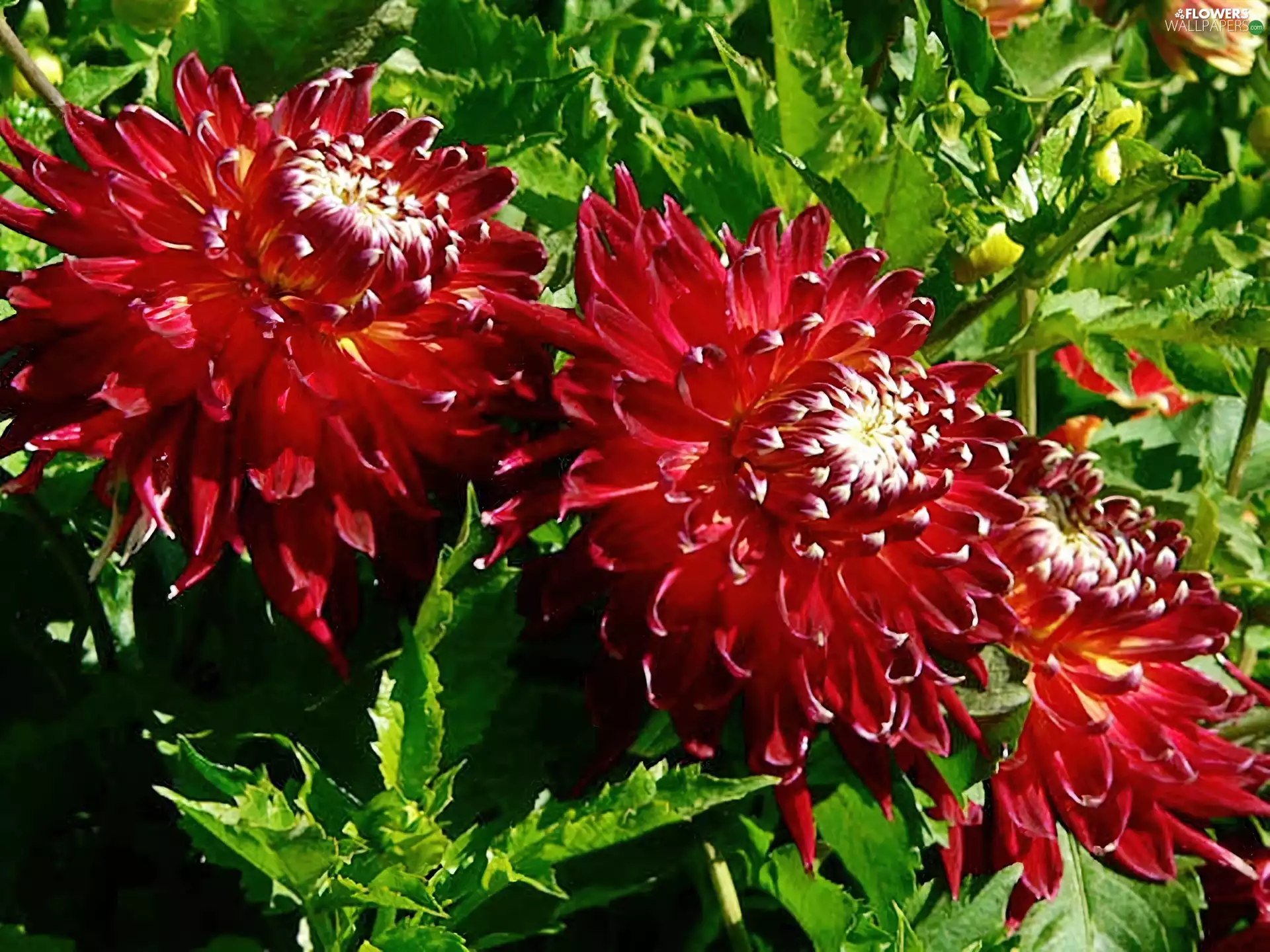 Red, dahlias