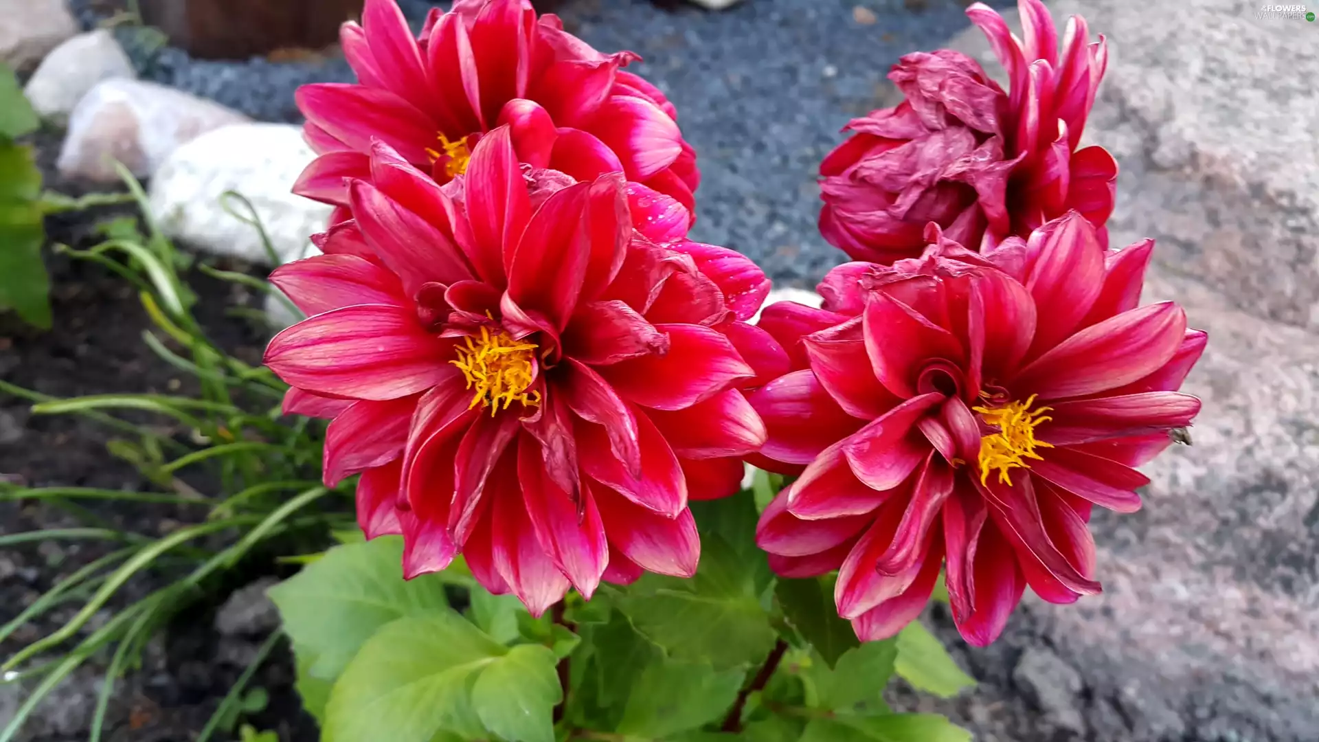 Red, dahlias