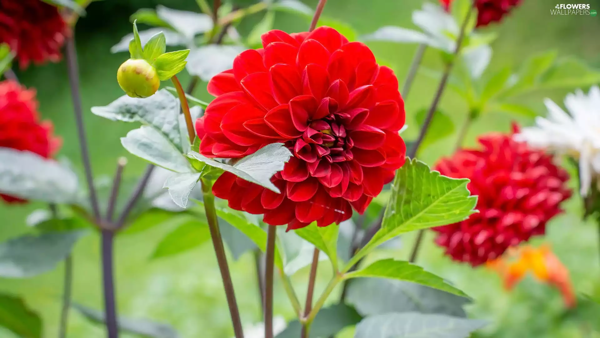 Red, Flowers, dahlias