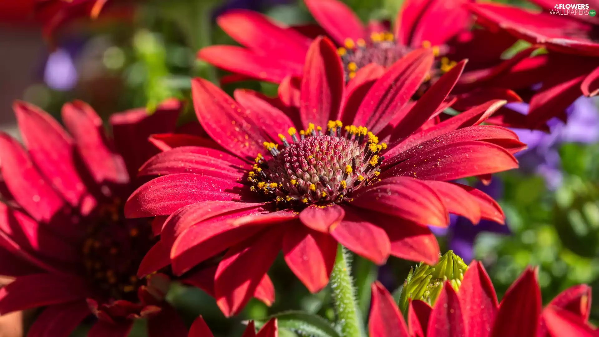 Red, African Daisies