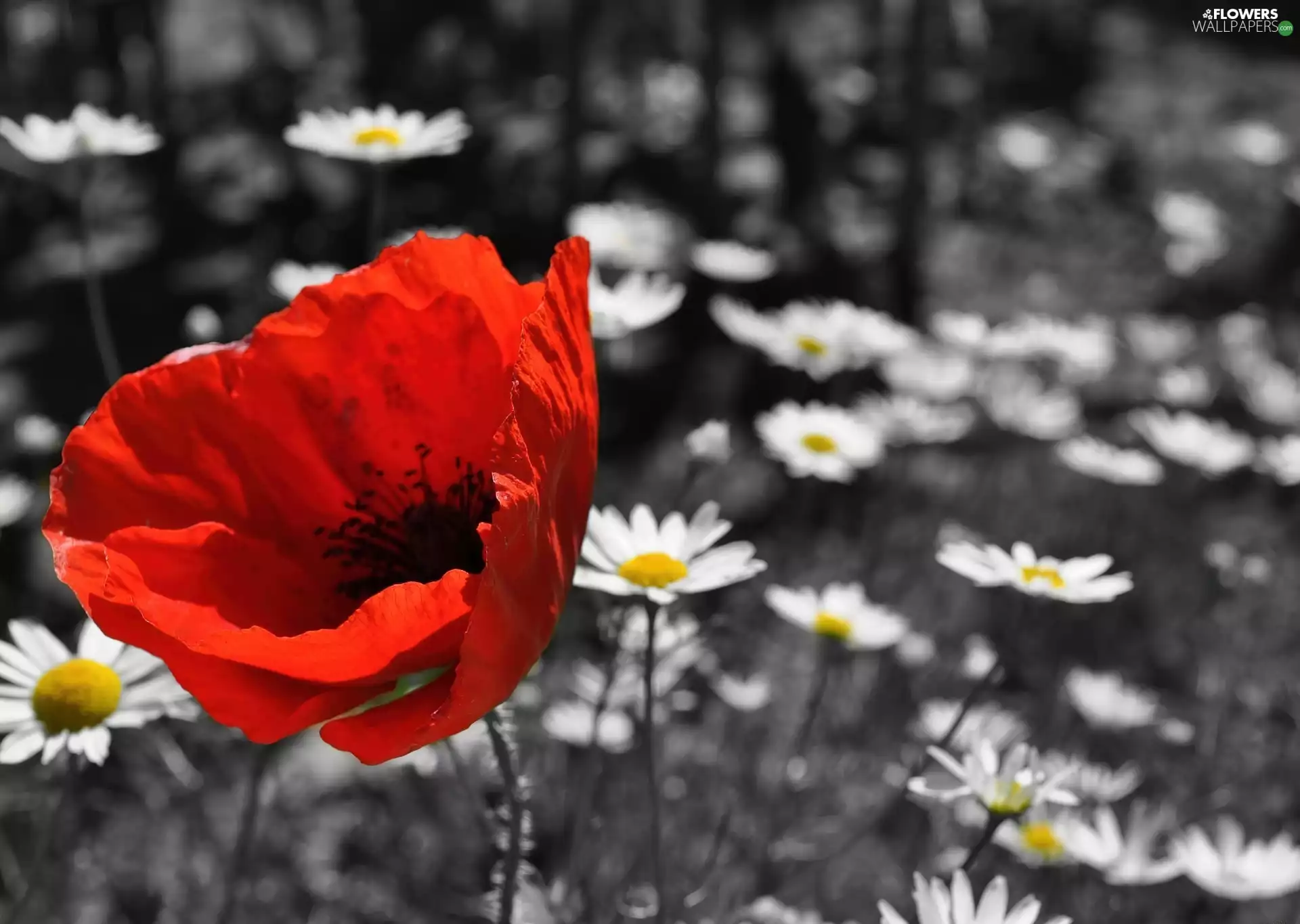 red weed, daisies