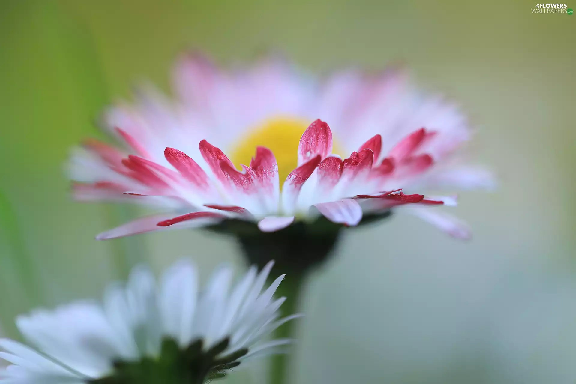 daisy, flakes, Close, Red
