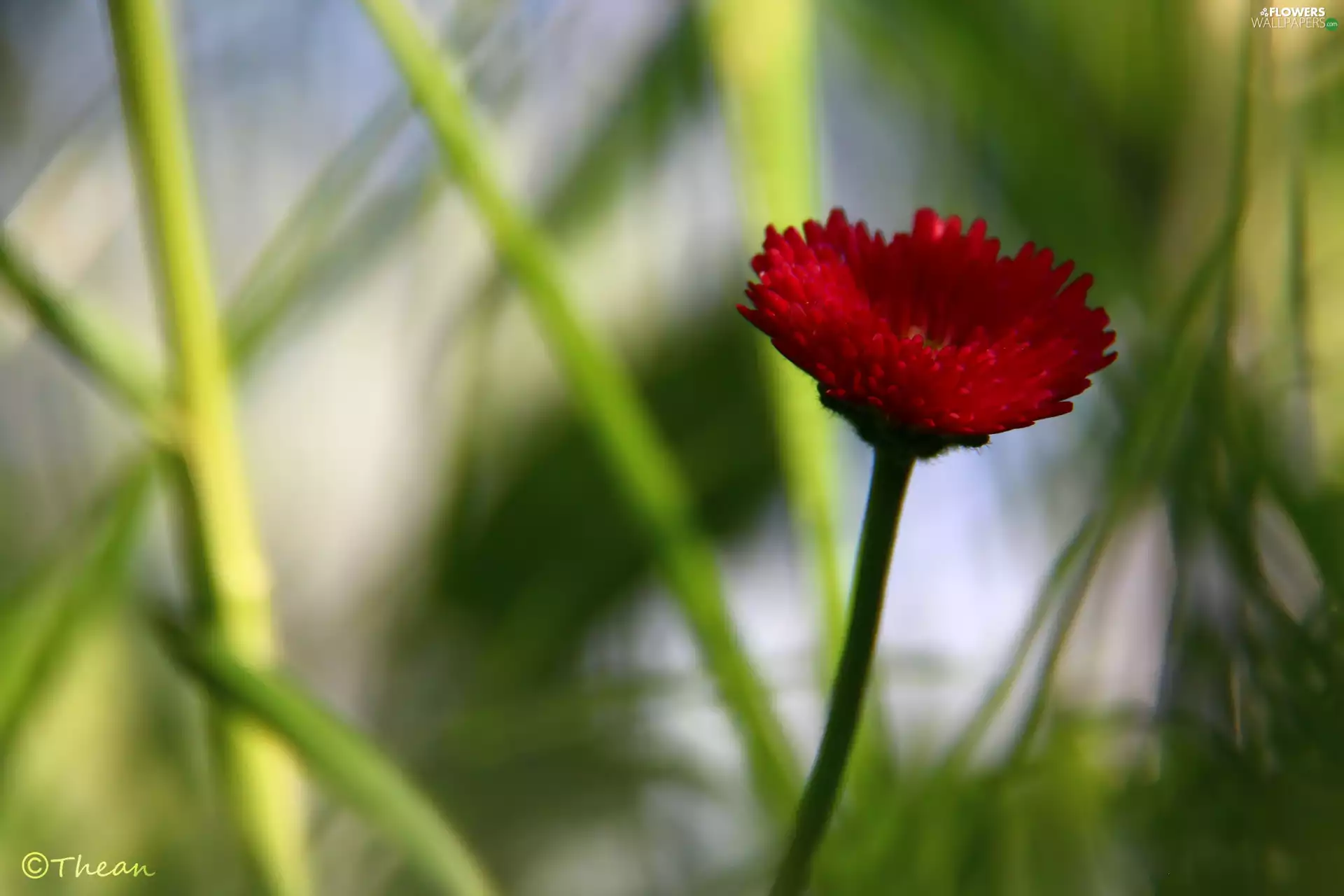 red hot, daisy