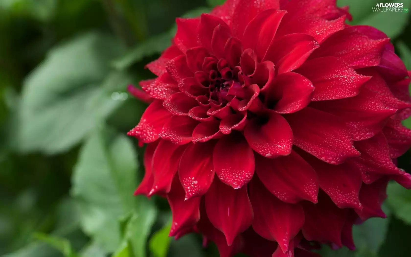red hot, Dalia