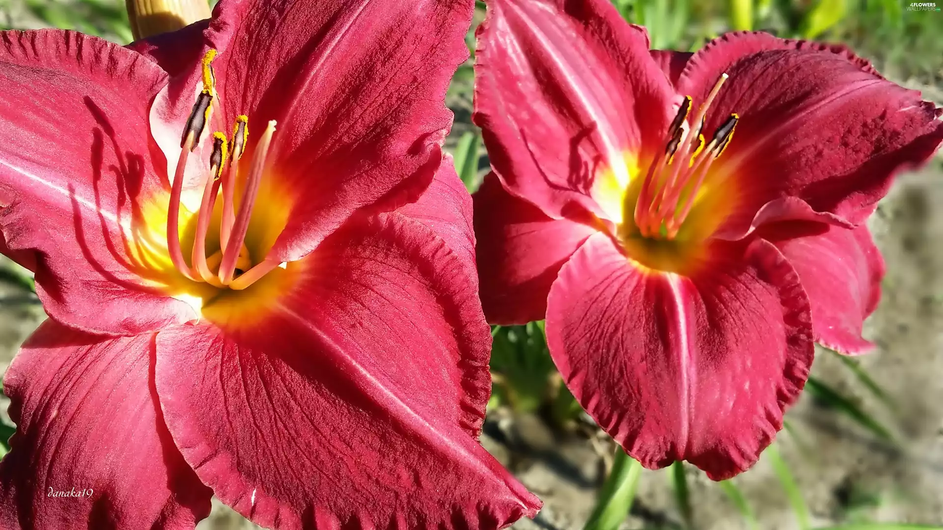 Red, Daylilies