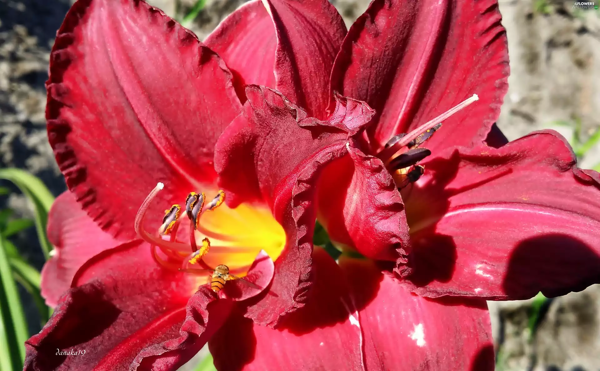 Red, Daylilies